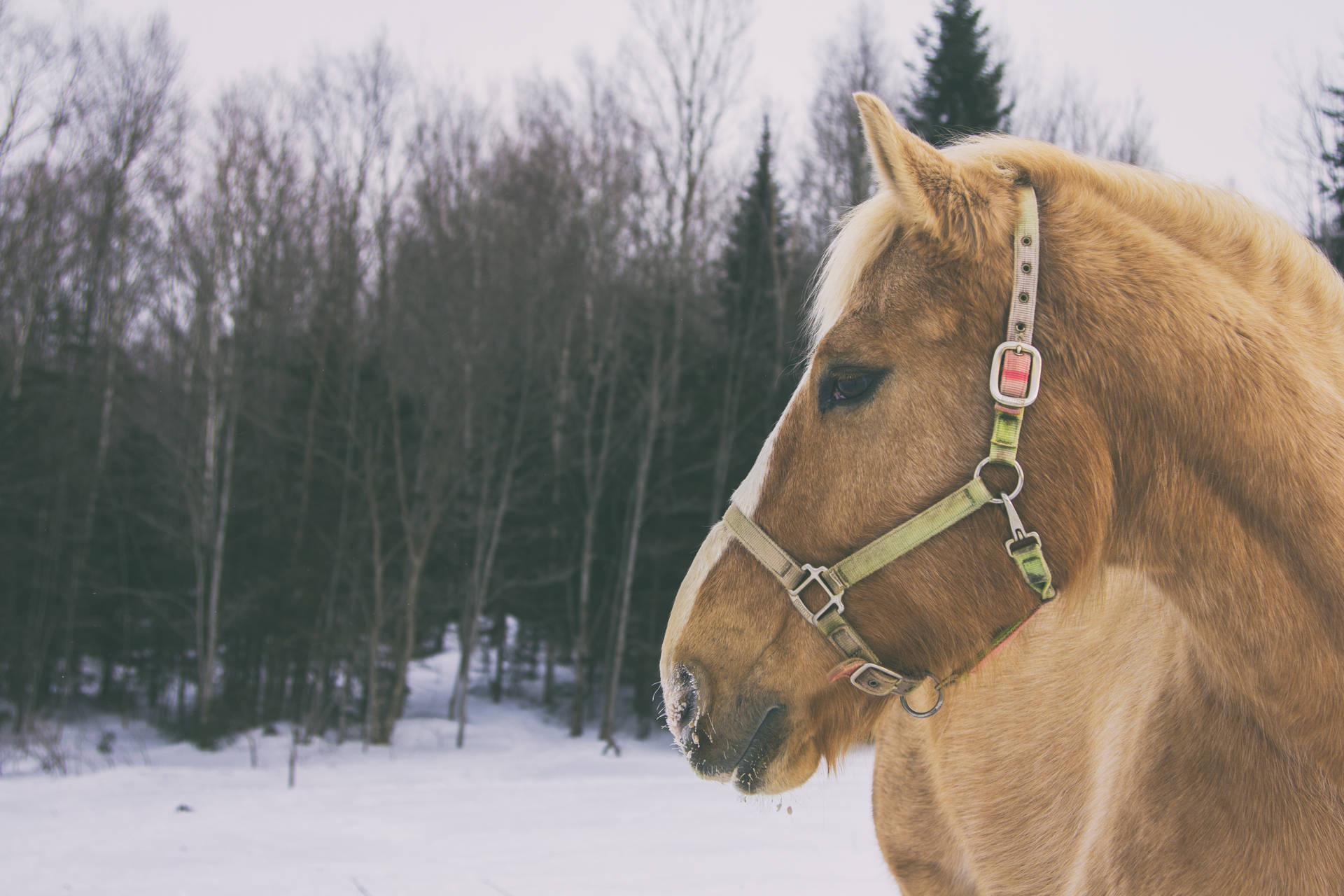 "Gentle Brown Horse Enjoying the Winterland" Wallpaper