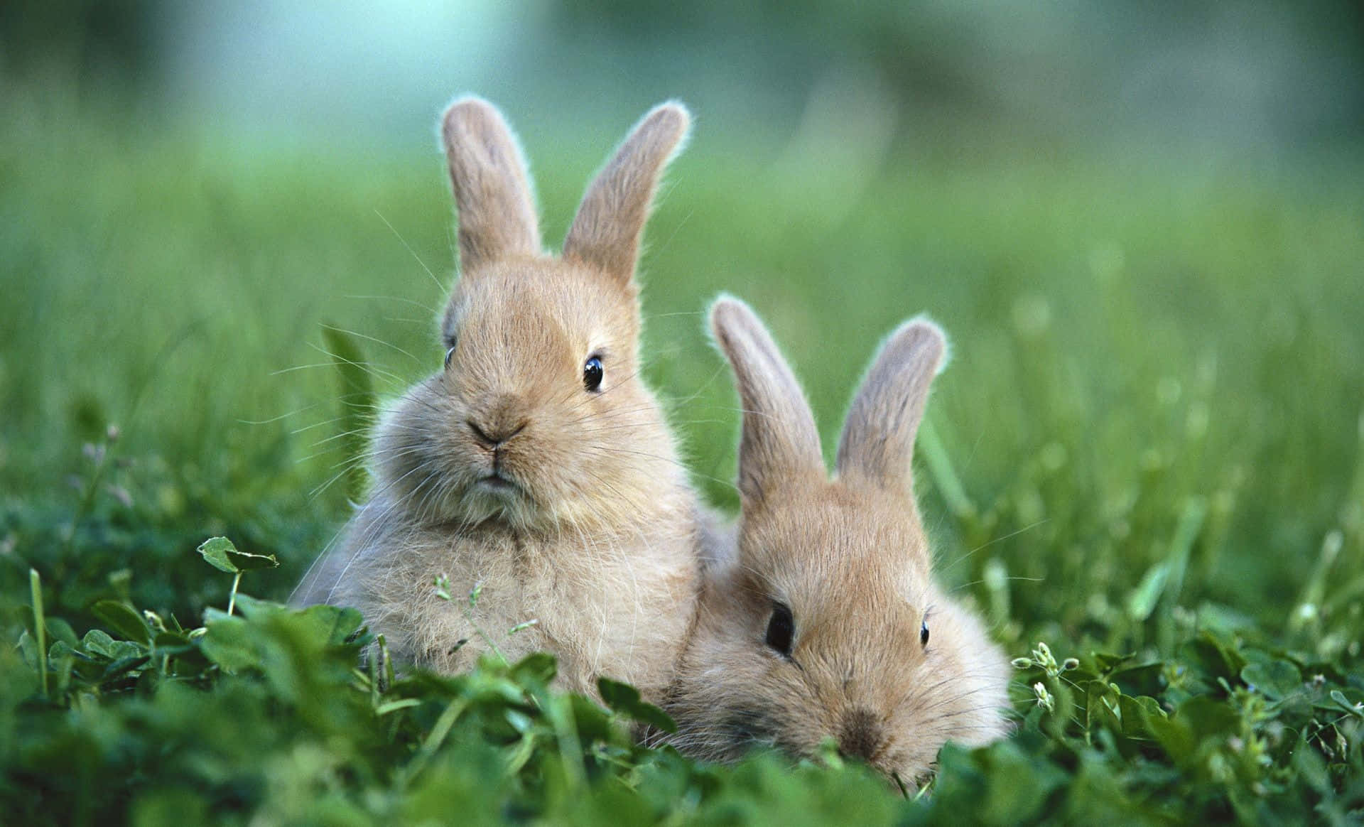 A sweet, brown and white bunny stands out in front of a green background