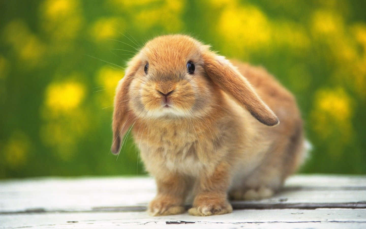 Soft and fluffy Bunny looks up with gentle eyes