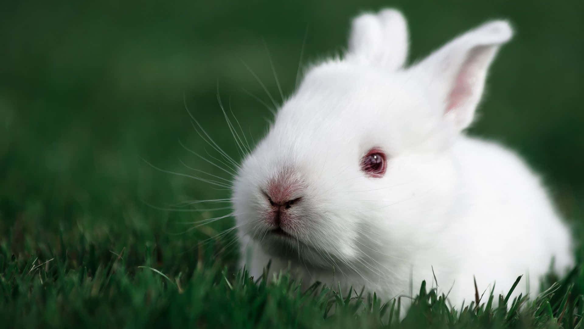 A cute bunny hopping towards the camera