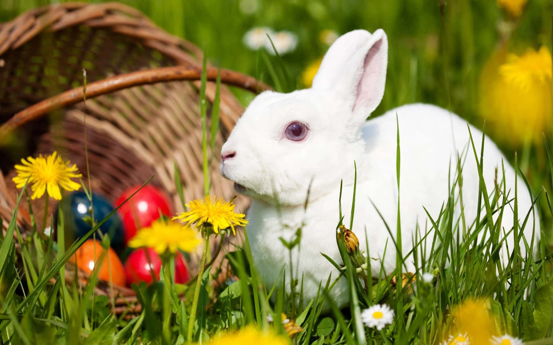 A cute, white bunny perches atop a brown log in a vibrant meadow
