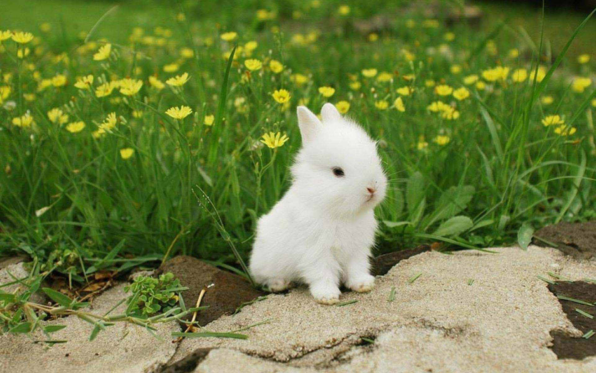 A curious bunny in a lush field