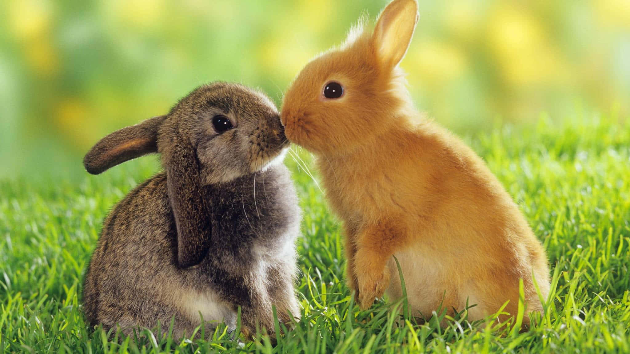 A cute brown and white bunny embracing a carrot.