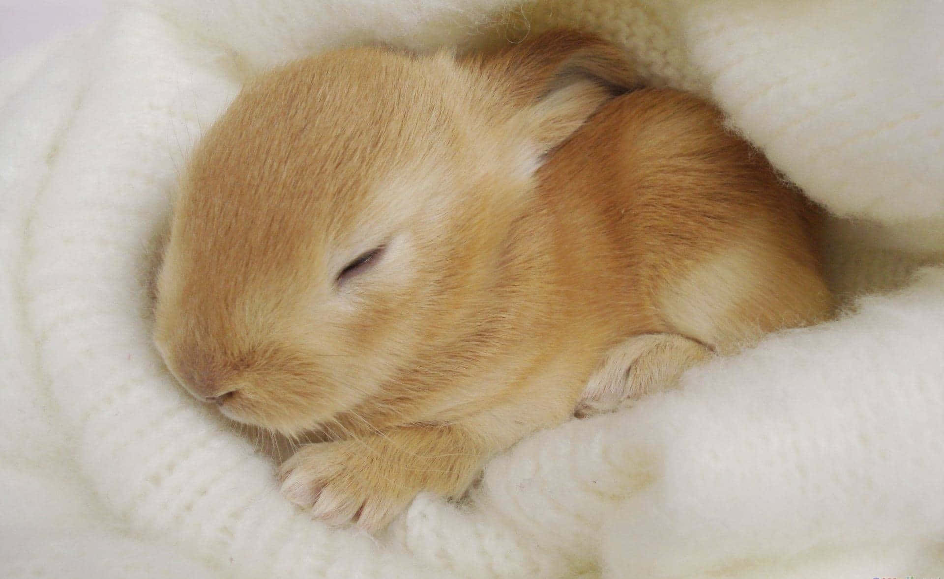 Cuddle with a beautiful bunny