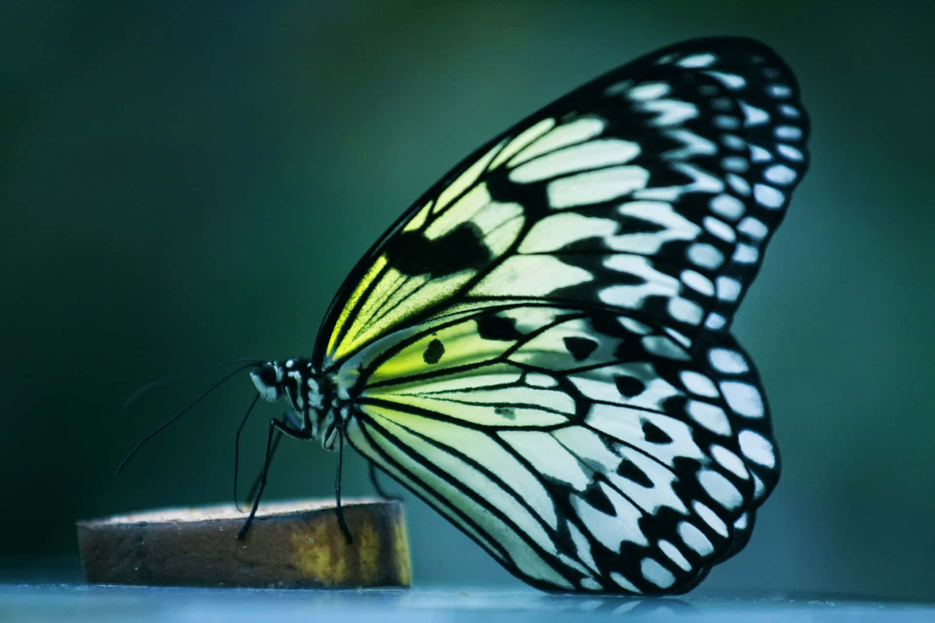 The Delicate Beauty of a Butterfly Profile