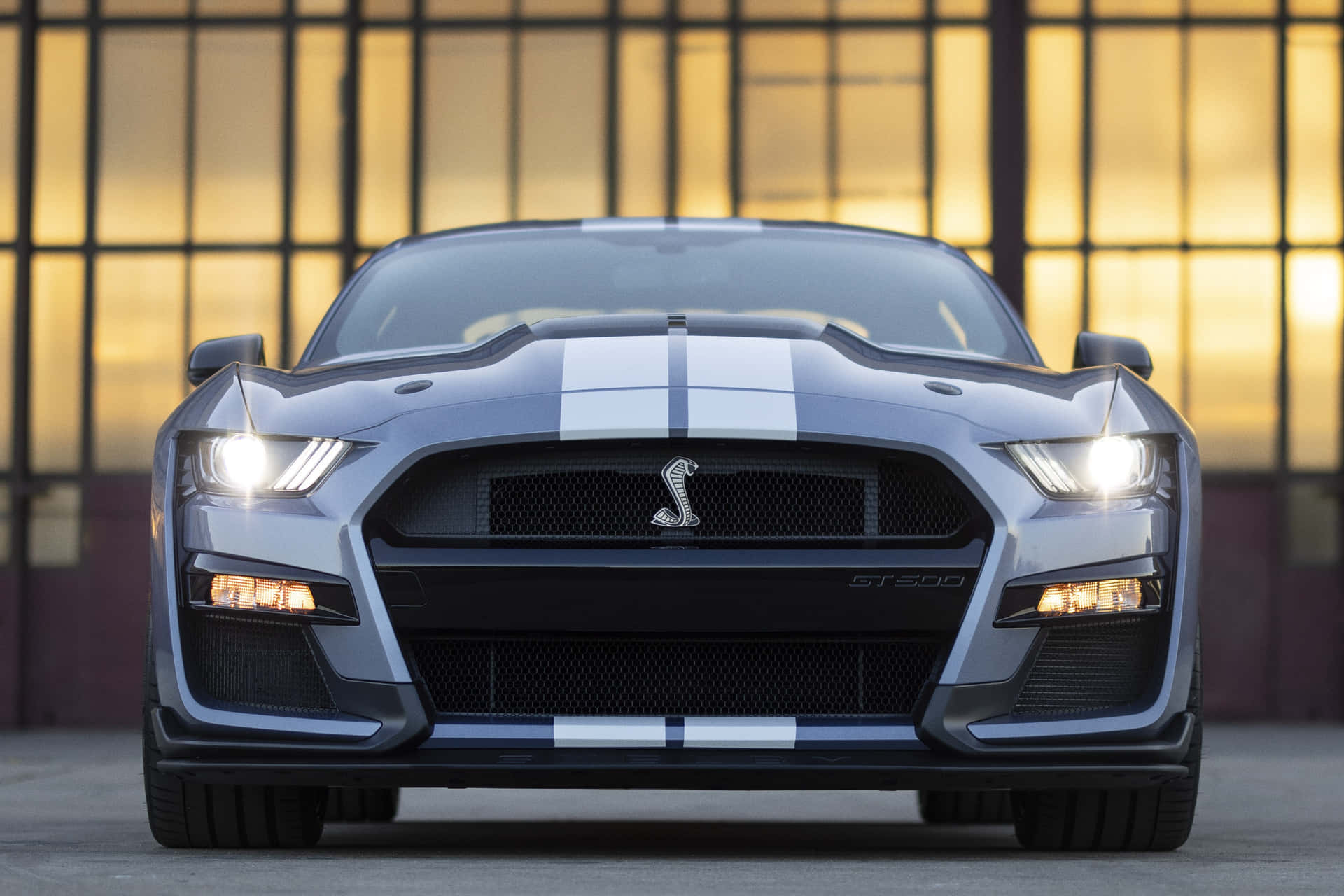 Shelby Mustang Car Picture