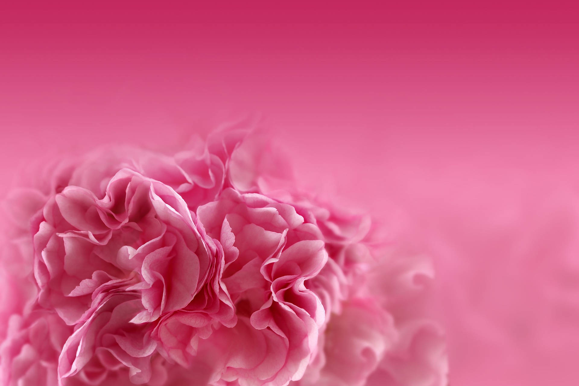 Carnation Cute Pink Flower Wallpaper
