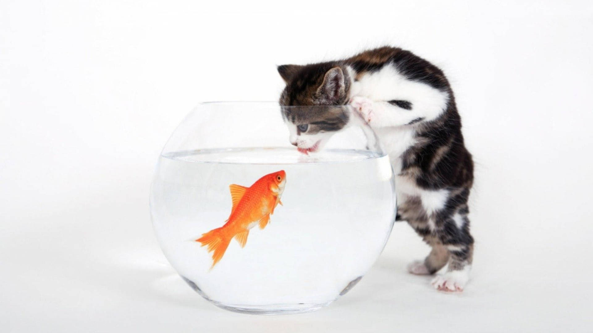 Cat Drinking Water From Fish Bowl Wallpaper