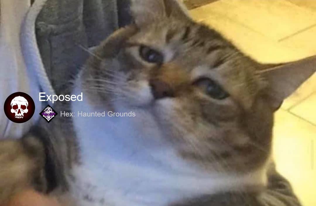 Cat Exposed Meme PFP Wallpaper