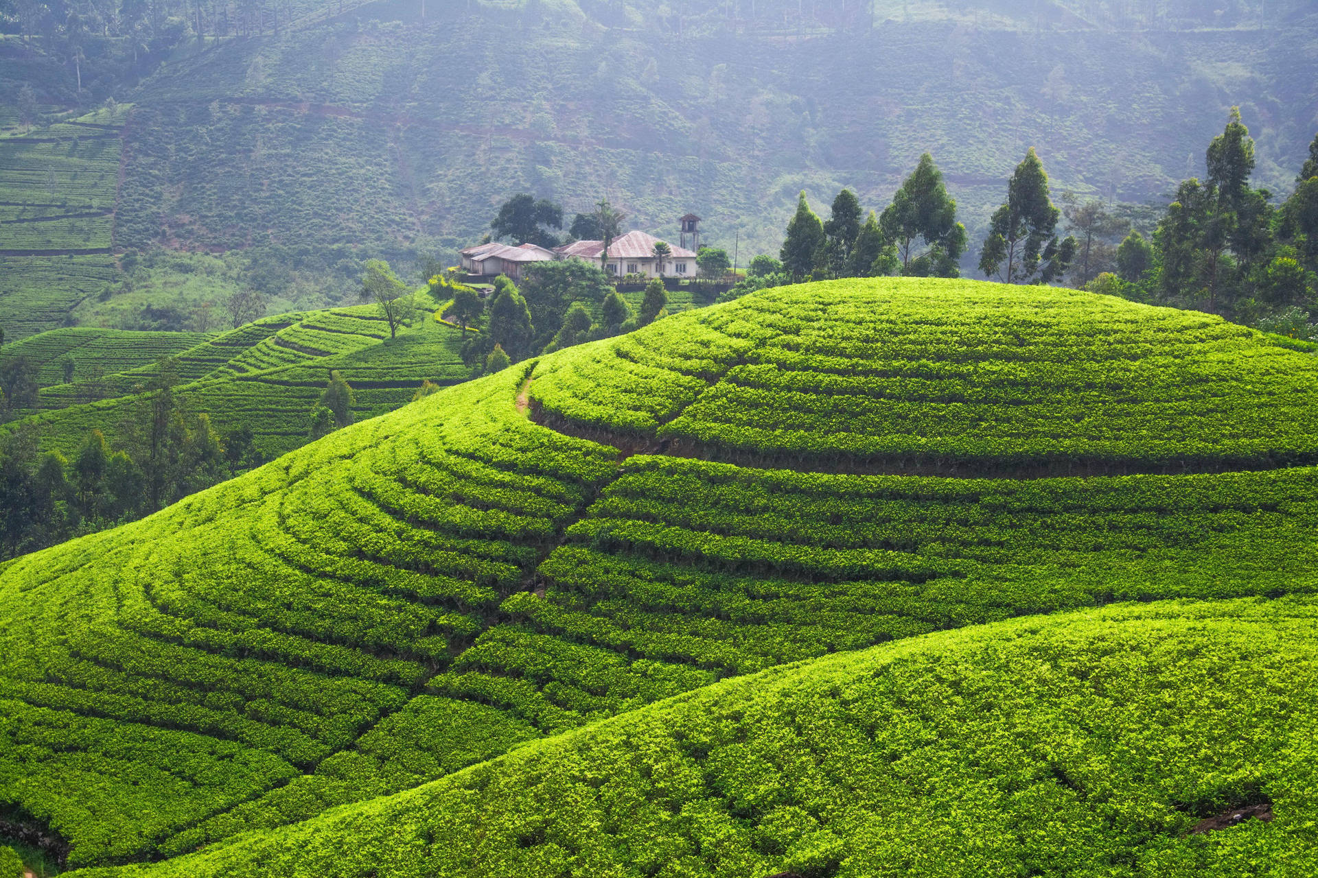Majestic Views of Central Highlands Tea Garden Wallpaper