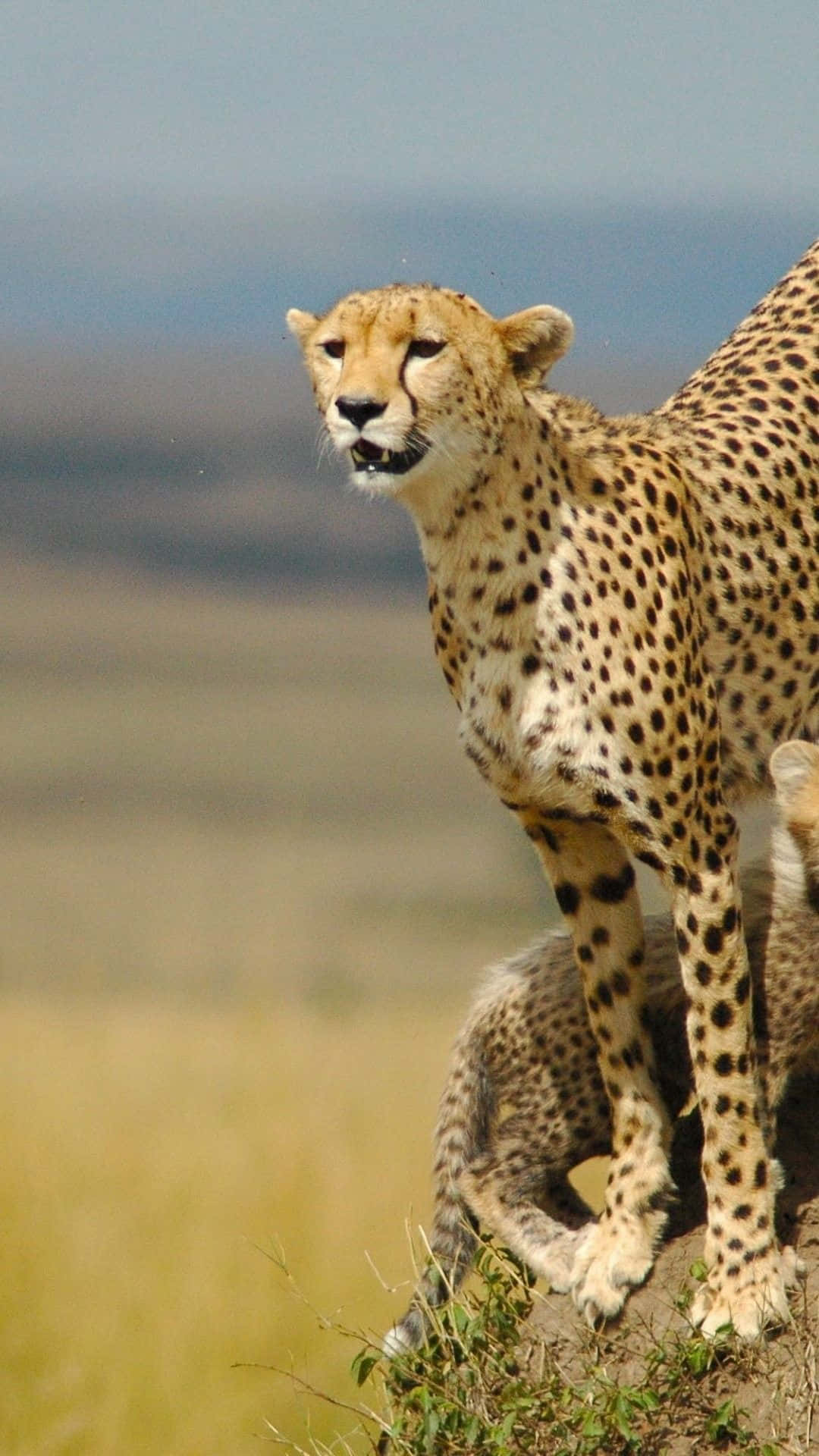Cheetah Cubs In The Wild Wallpaper