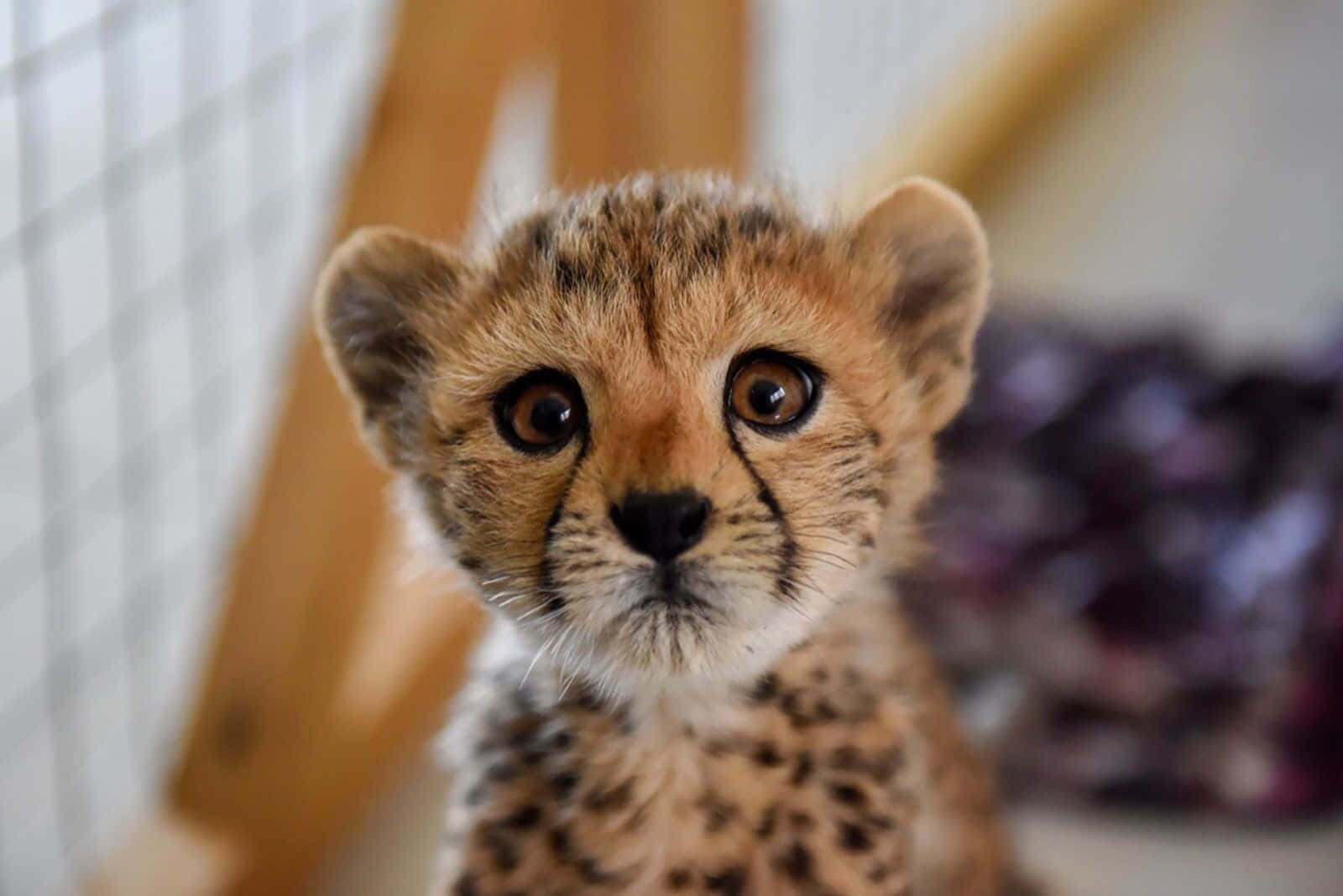 Baby South African Cheetah Picture