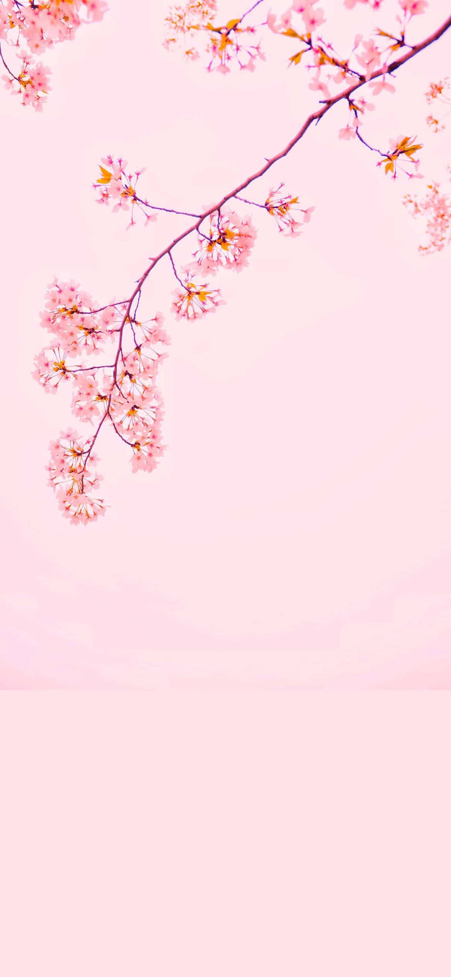 Cherry Flower Cute And Pink Wallpaper
