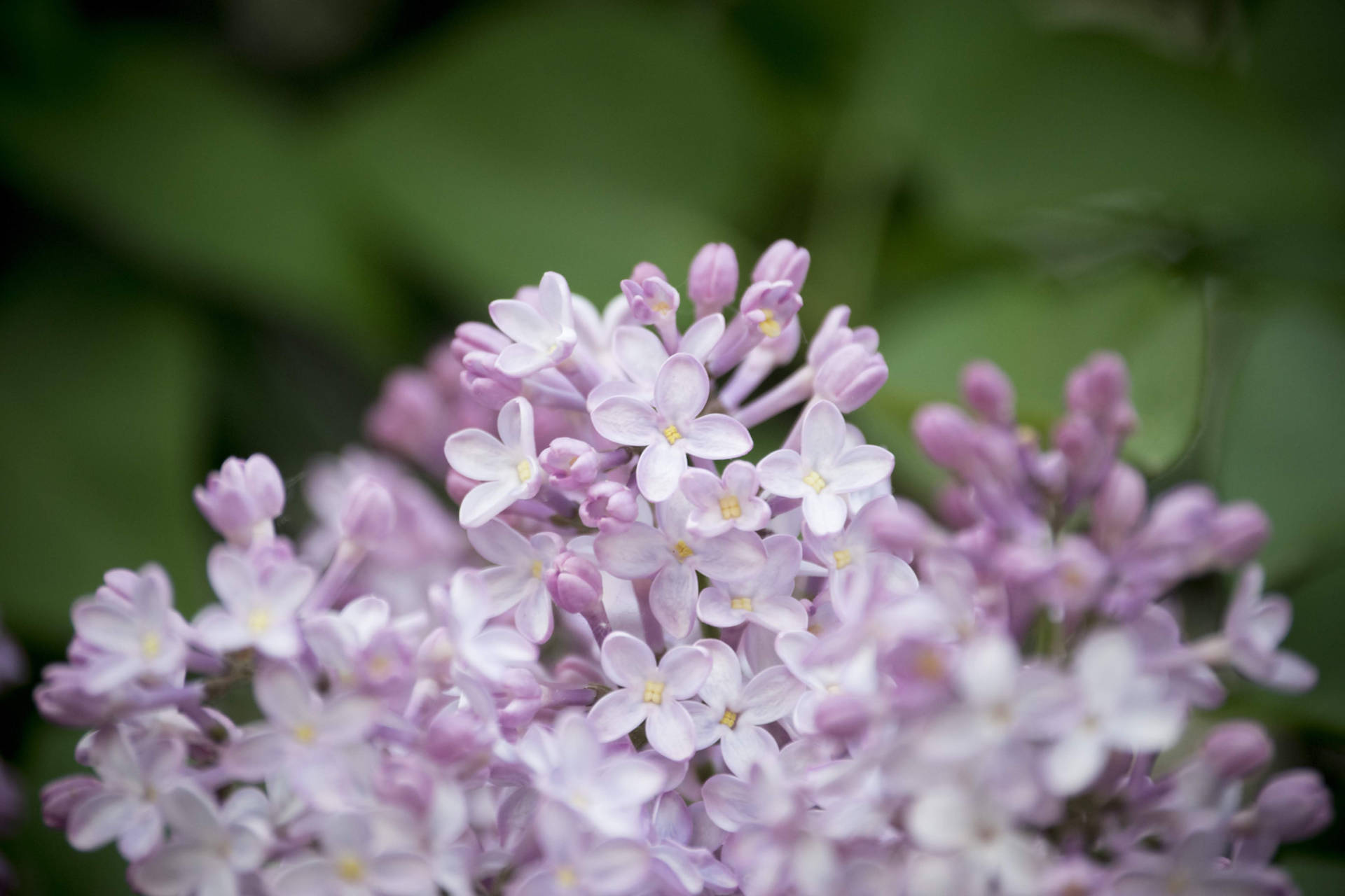 Close-up Of Lilac In Lithuania Wallpaper
