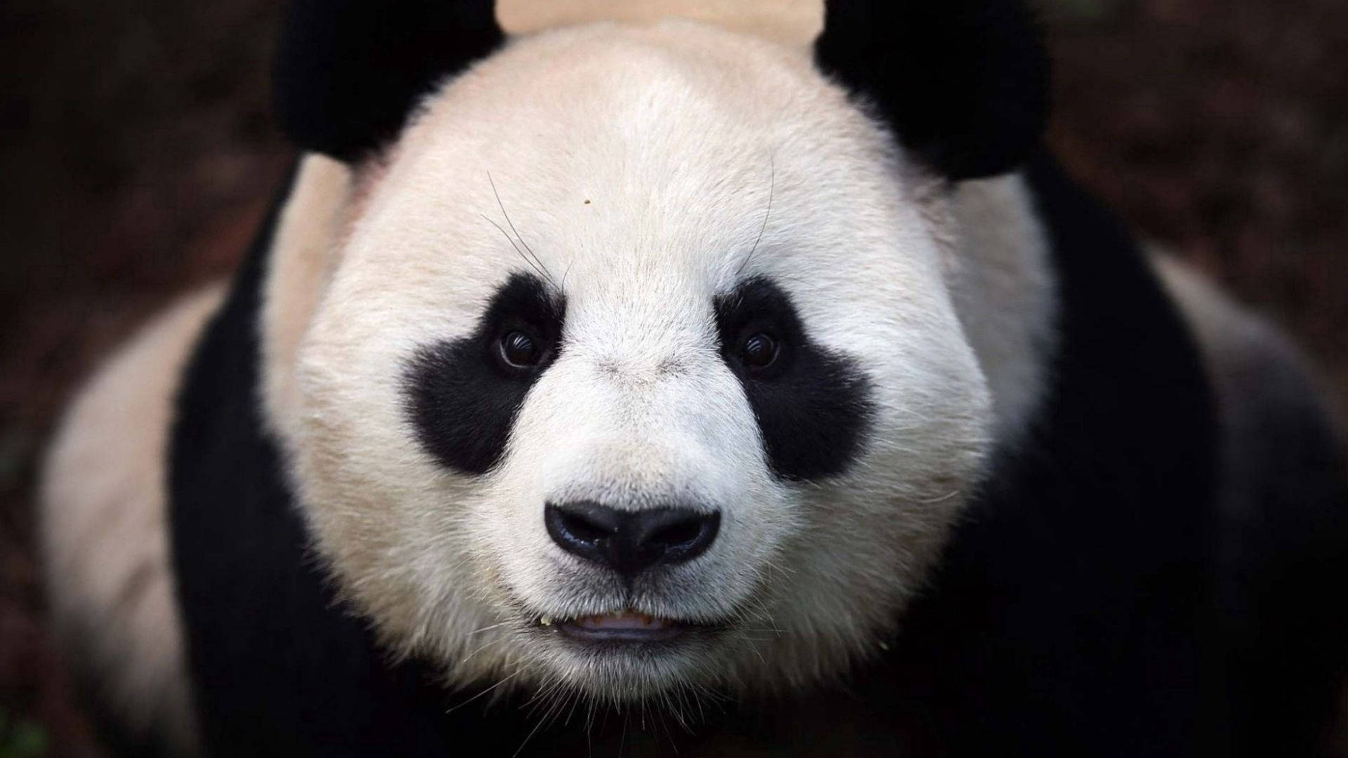 A close up of a furry panda bear. Wallpaper