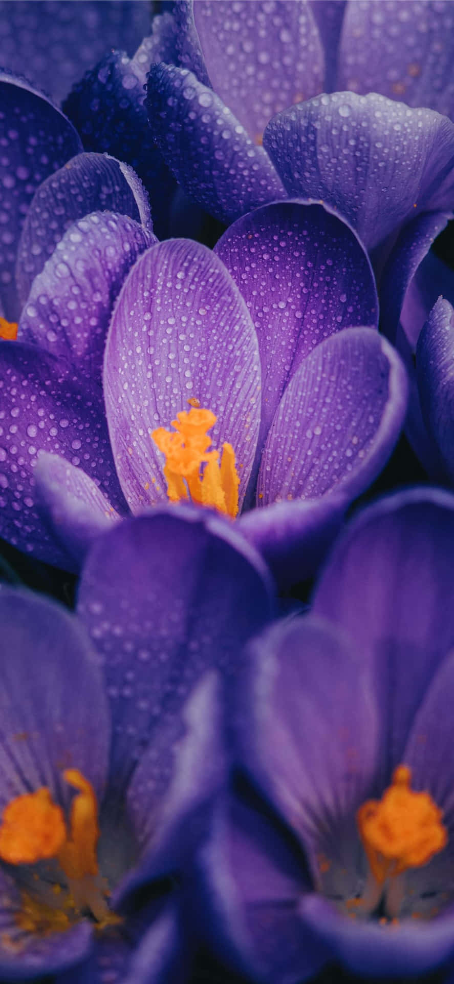 Close-Up Capture of Wet Purple Flowers Wallpaper