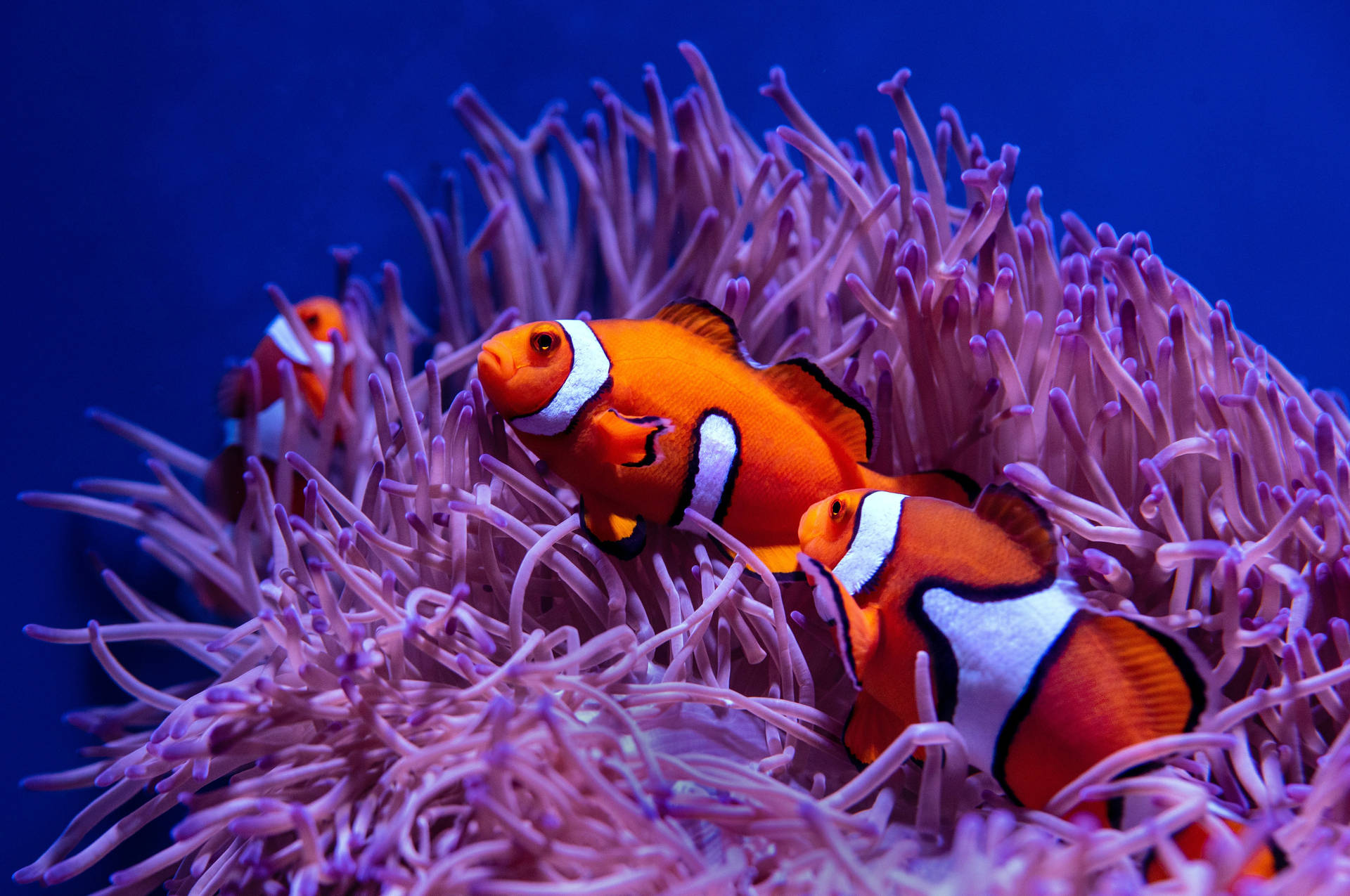 Cool Clown Fishes Wallpaper