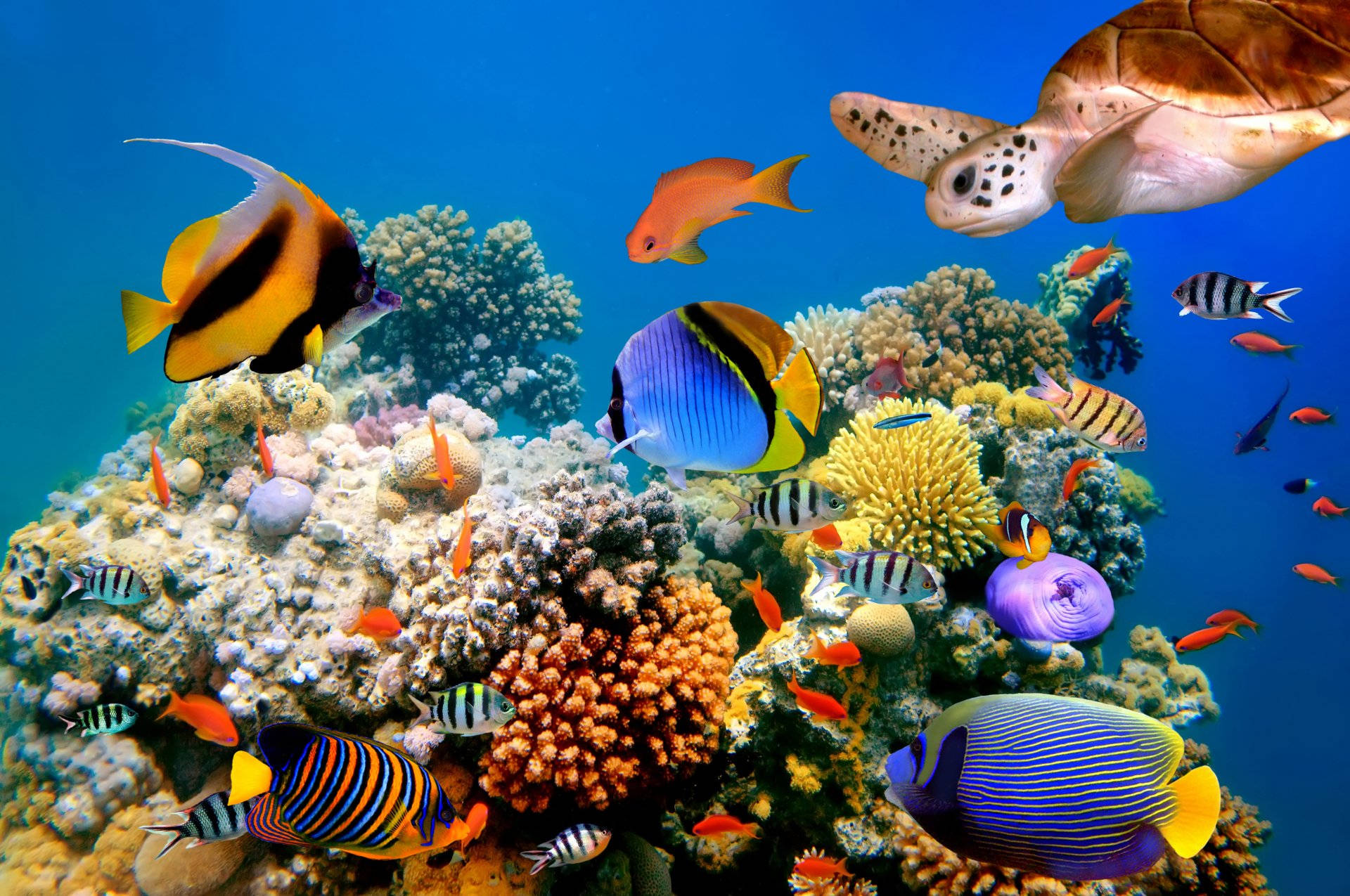 Cool Fishes Around The Coral Reefs Wallpaper