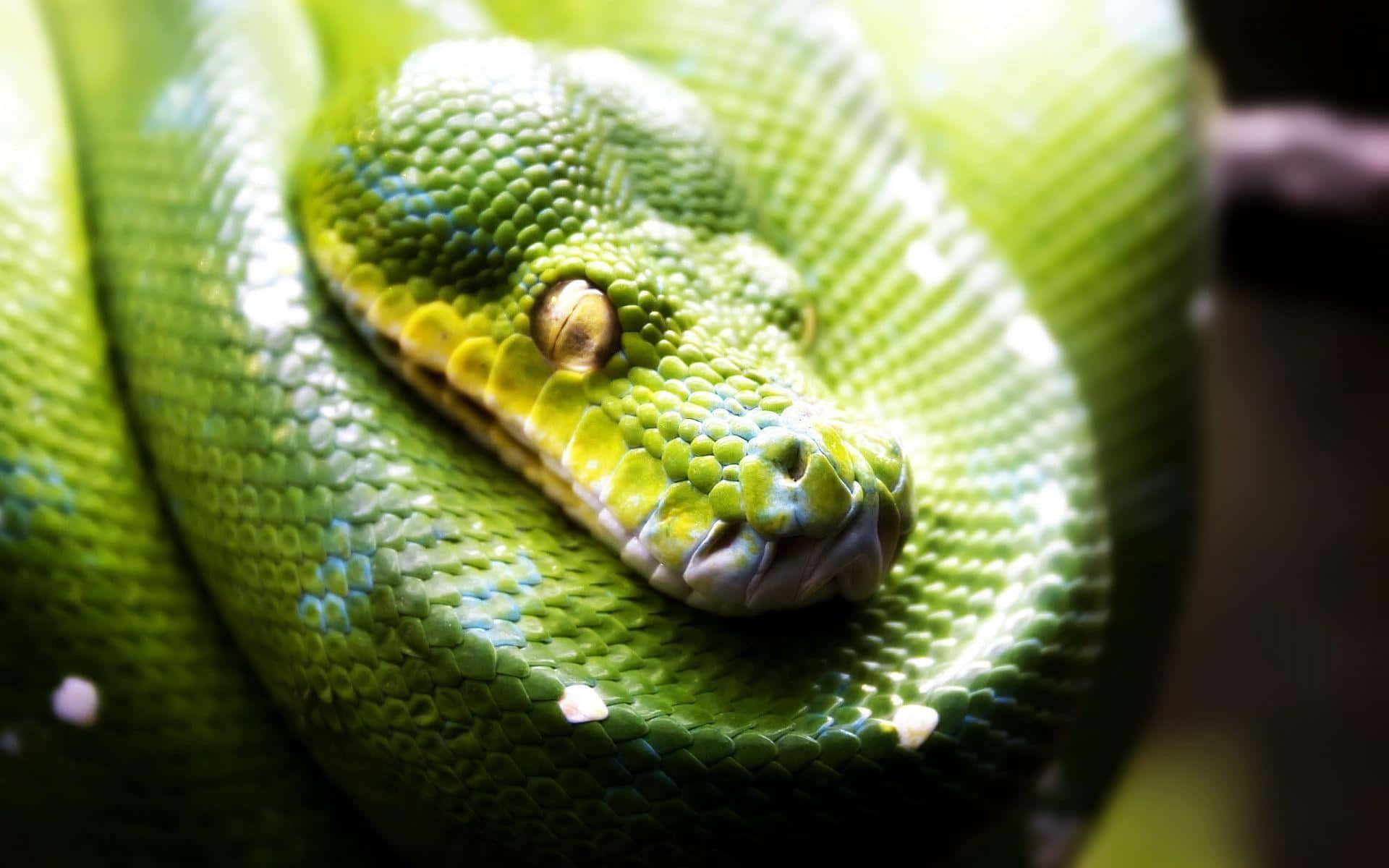 Colorful and Cool Snake Wallpaper