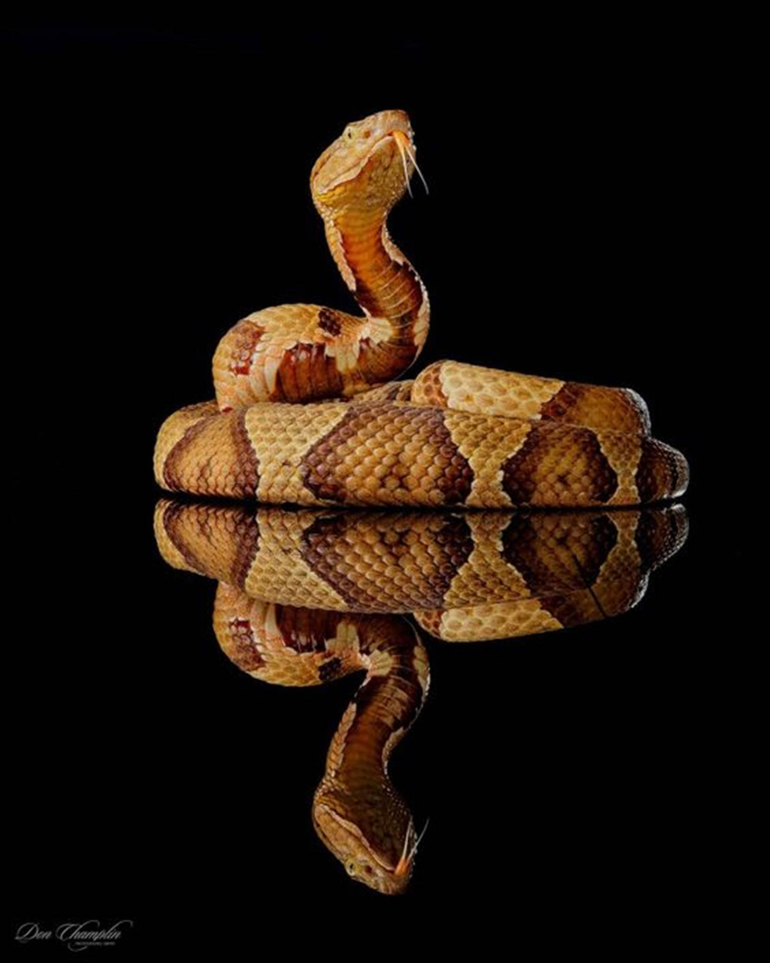 Copperhead Snake Flicking Its Forked Tongue Wallpaper