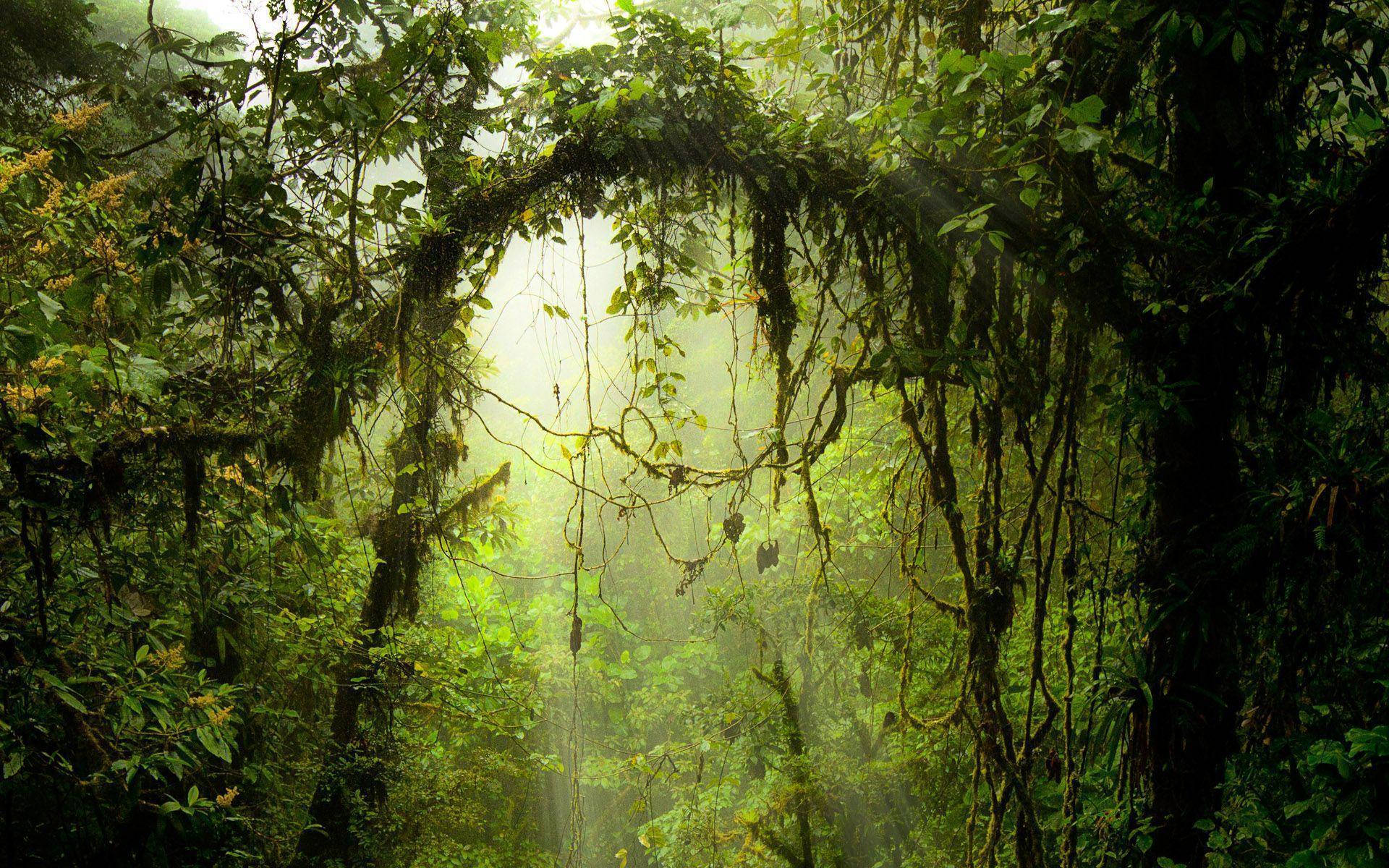 Costa Rica Misty Forest Wallpaper