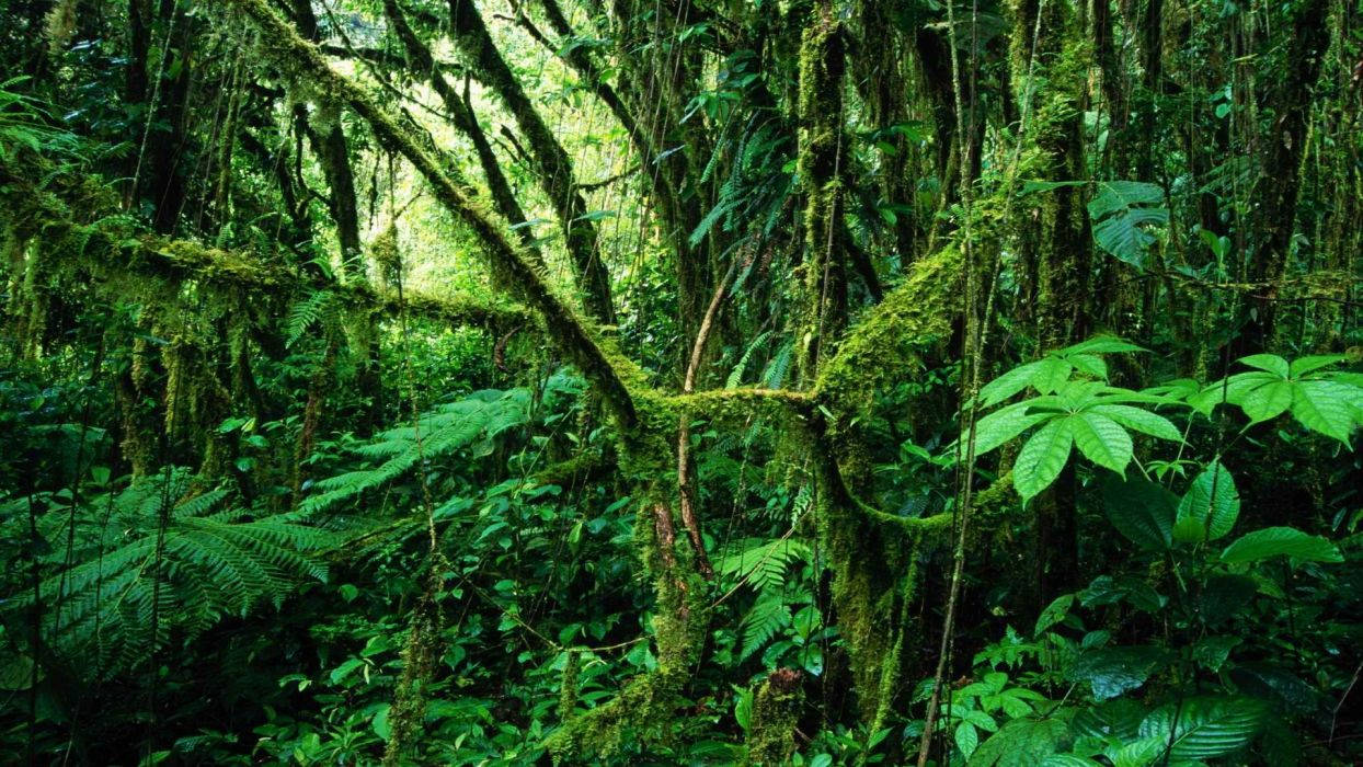 Costa Rica Tropical Rainforest Wallpaper