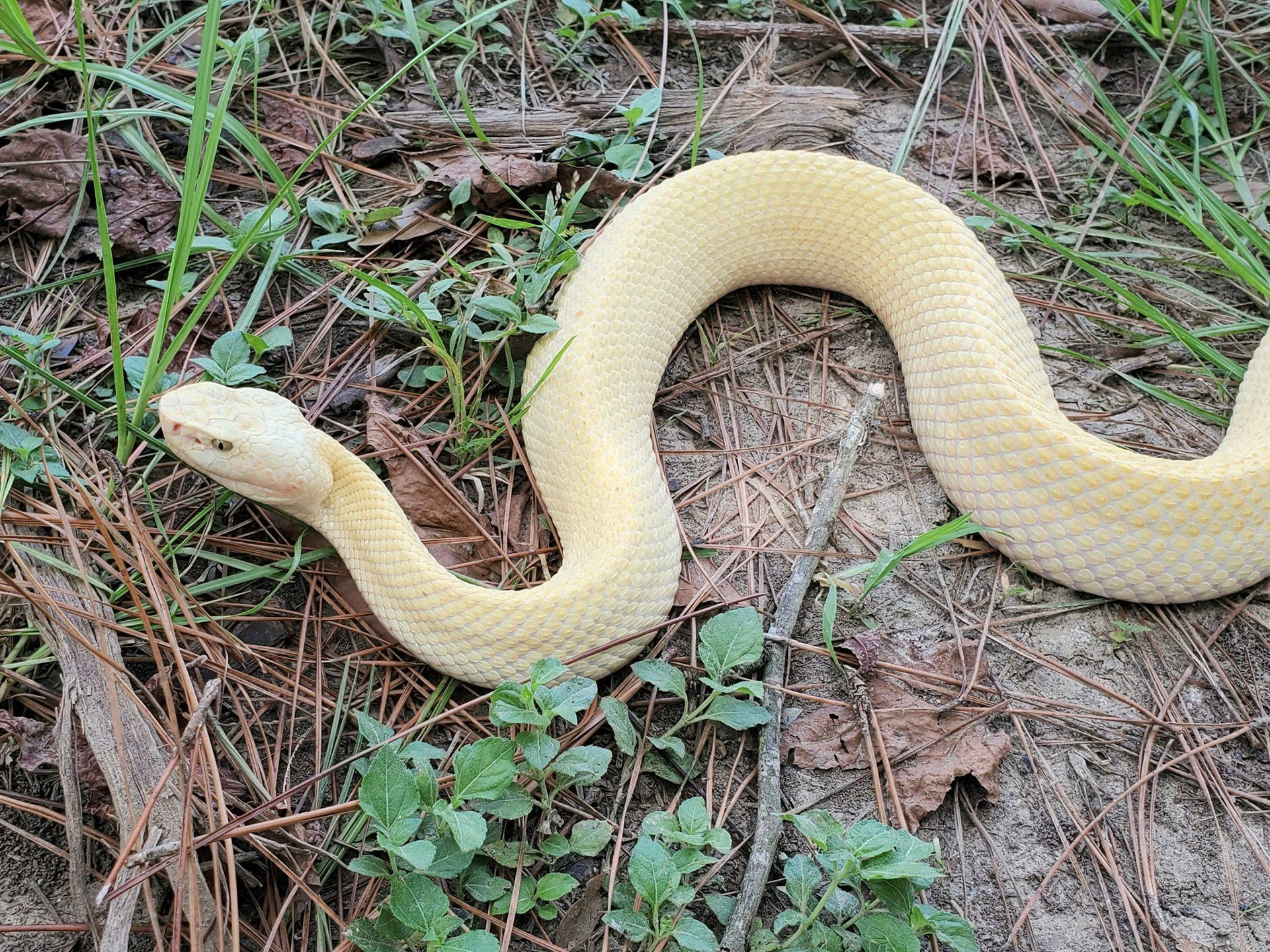 Cottonmouth With Pretty Yellow Scales Wallpaper