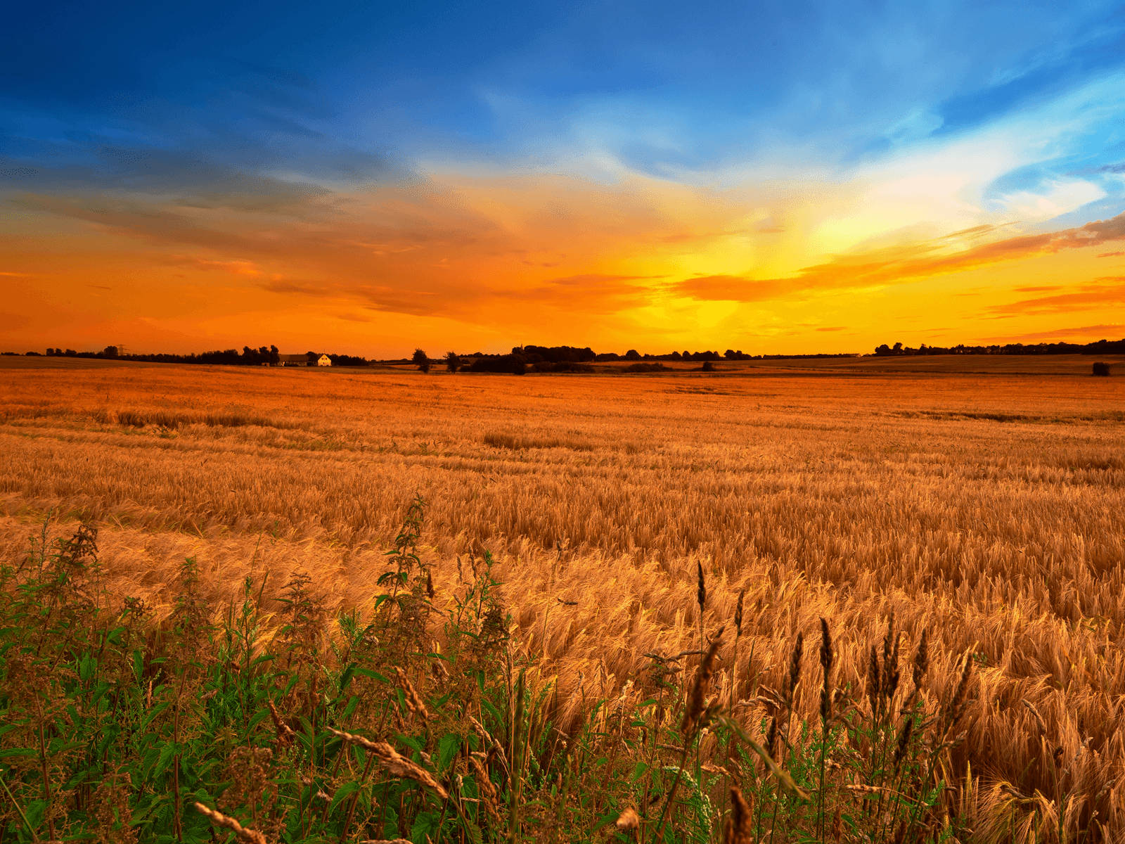 "Gorgeous Sunset in a Country Wheat Field" Wallpaper