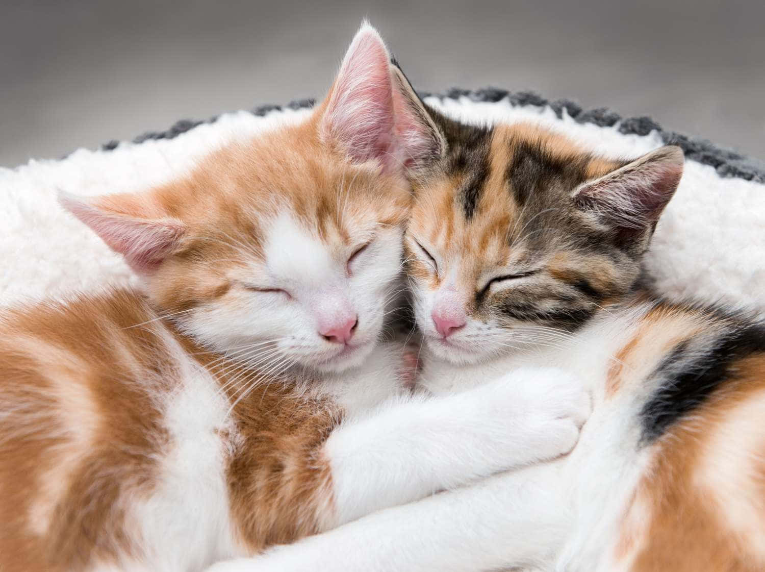 Cuddling Cute Cats Pictures