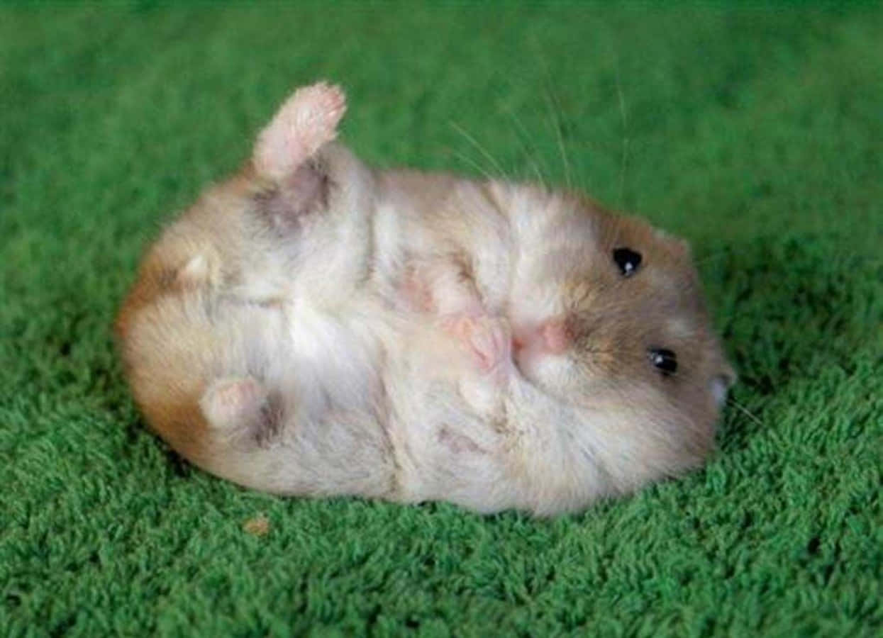 Cute Lying Down Hamster Pictures