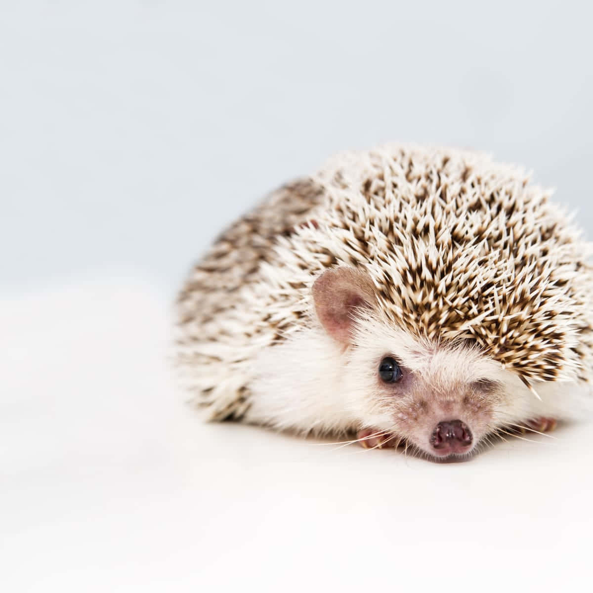 Cute Hedgehog On Gray Background Picture