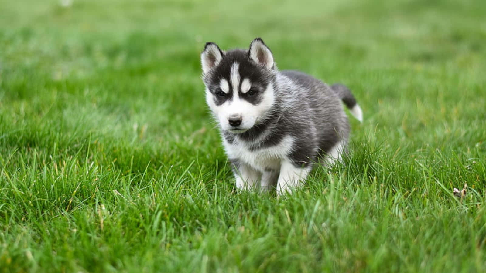 Cute Husky Puppy Playing In Grass Picture