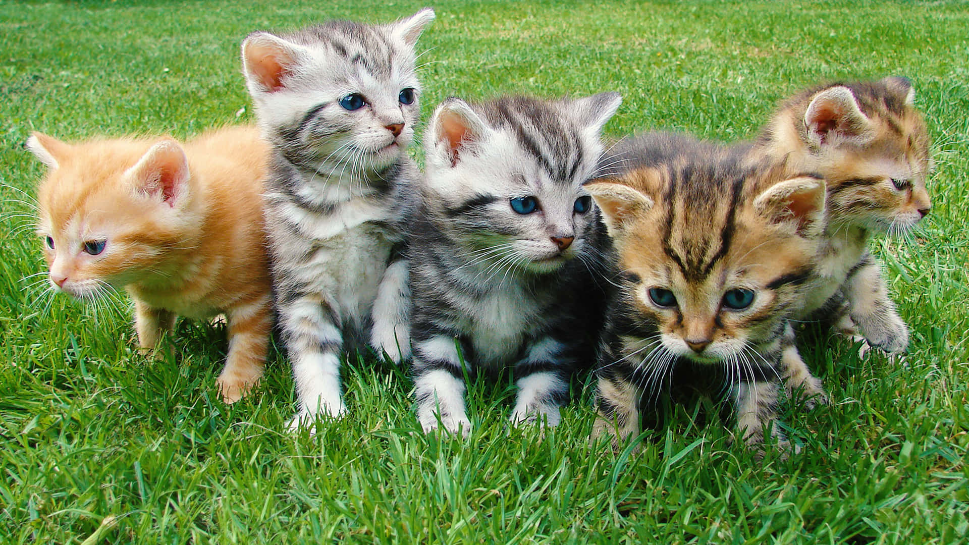 Cute Kittens On Patch Of Grass Wallpaper