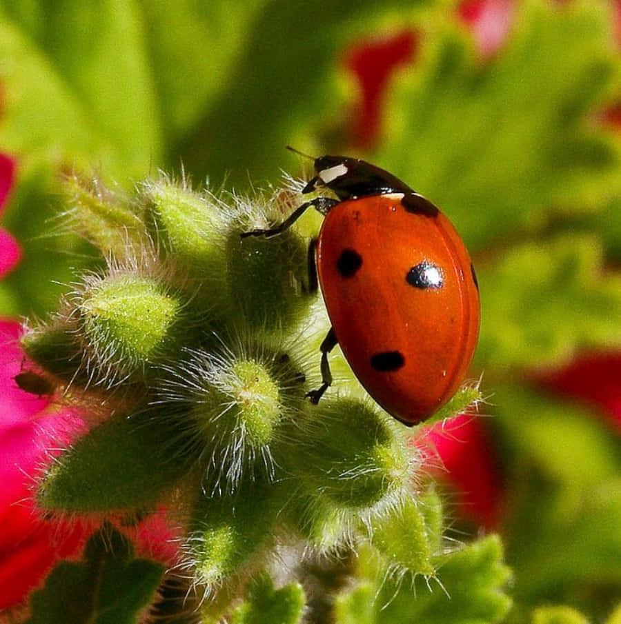 Cute Red Spotted Ladybug Pictures