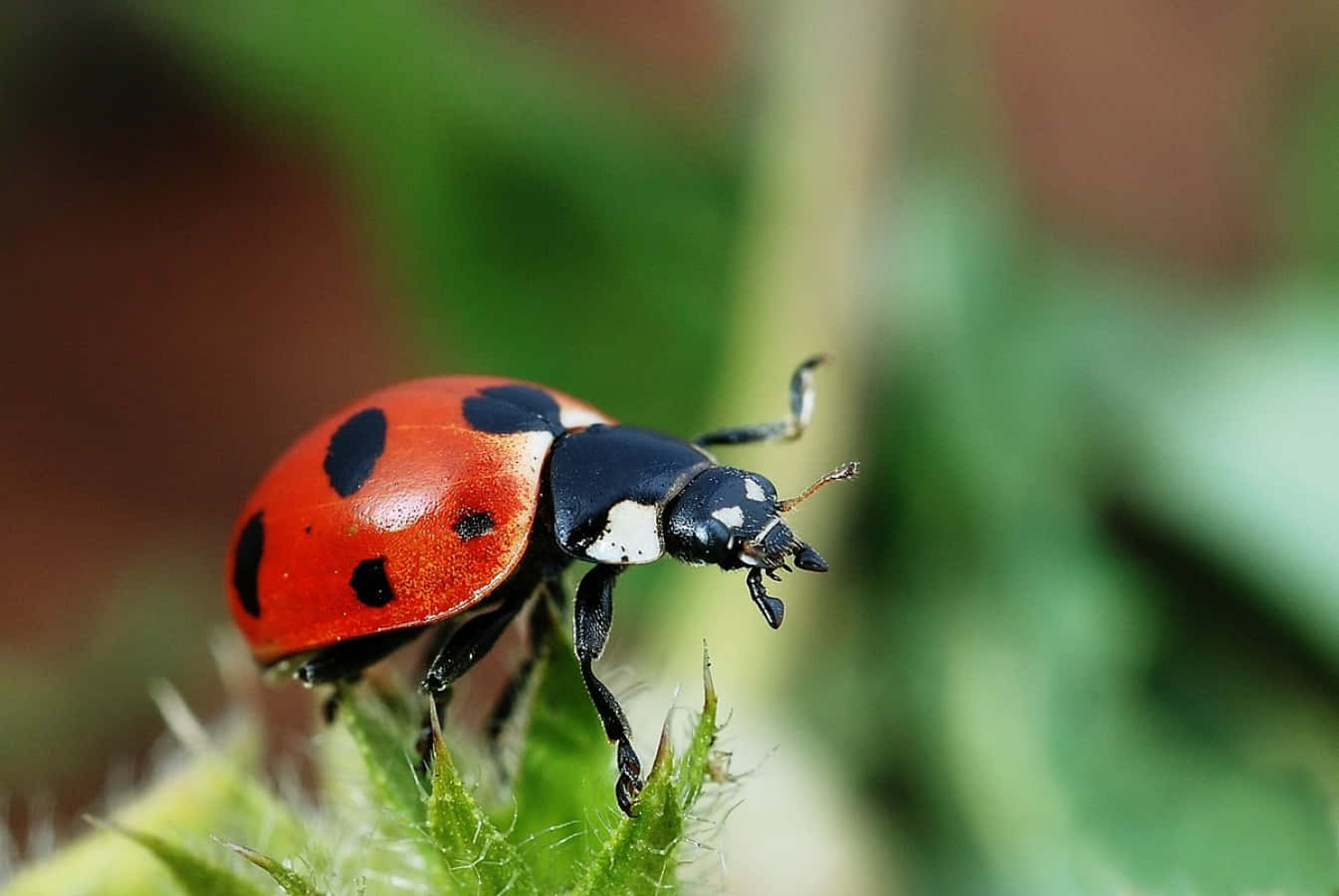 Cute Ladybug Cool Nature Picture