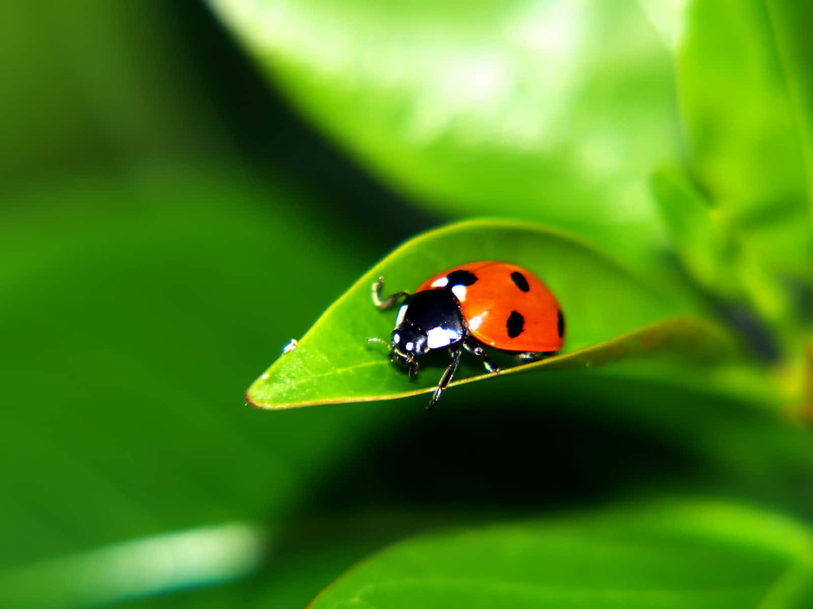 Cute Ladybug Crawling Leaf Picture