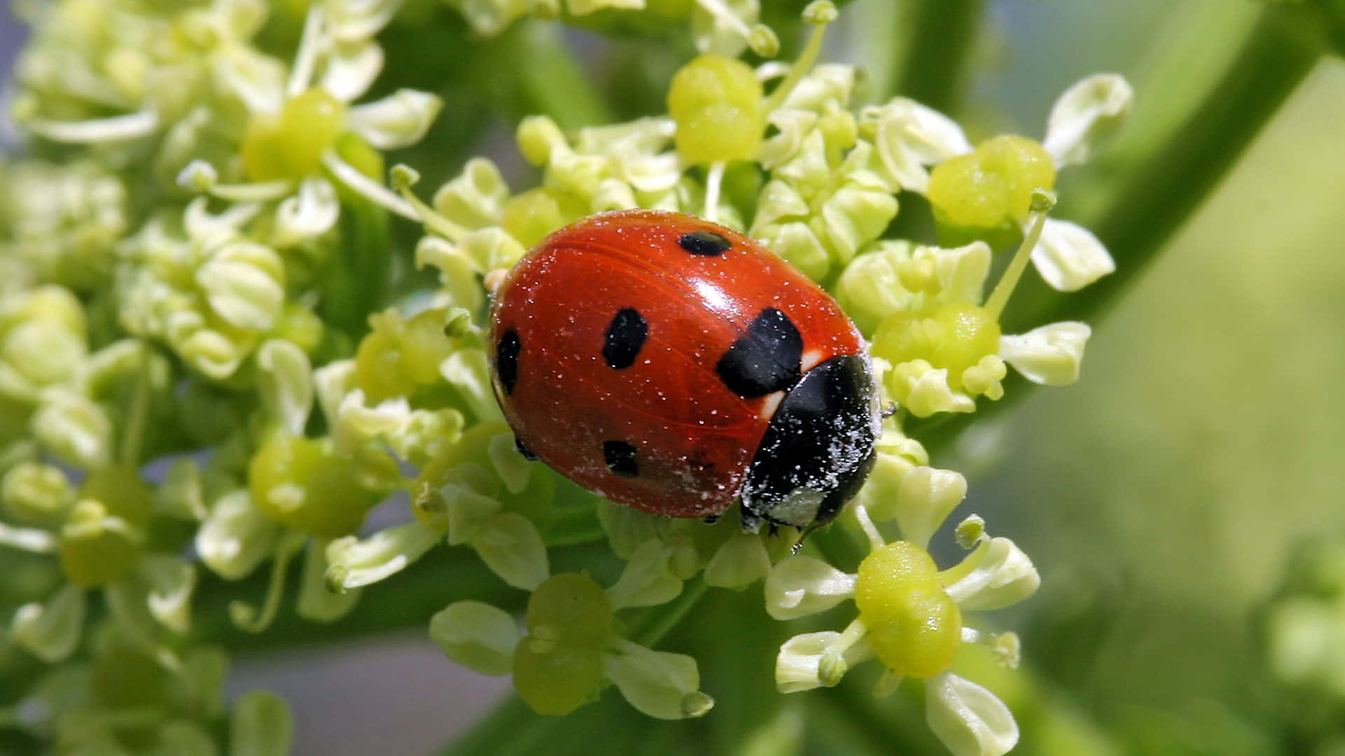 Cute Ladybug Lovely Plant Picture