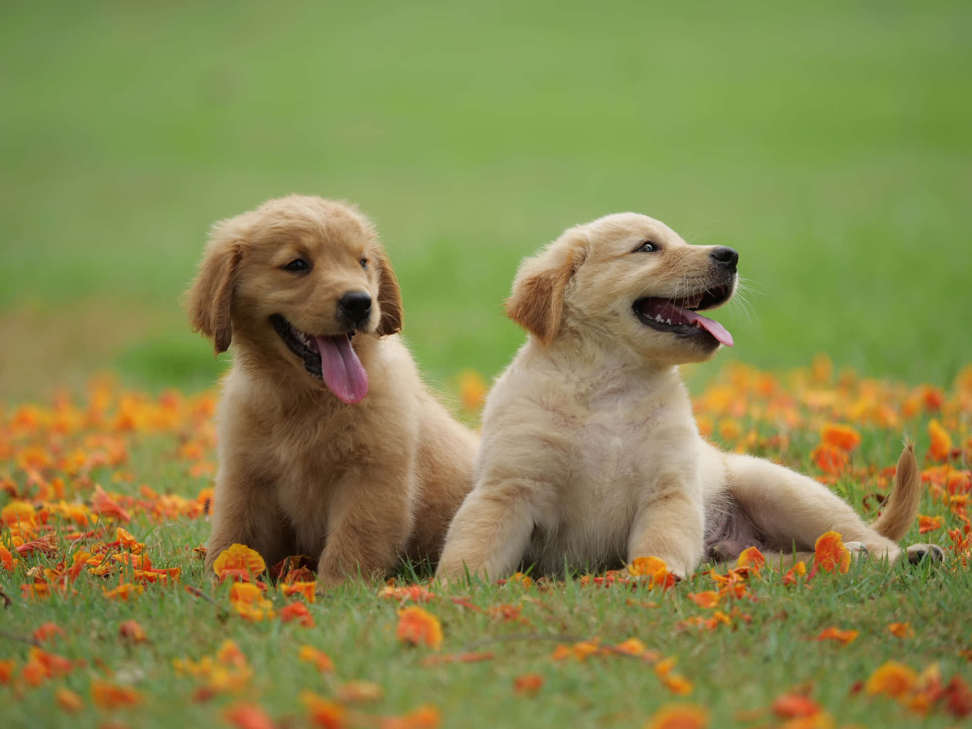 "Two Adorable Little Puppies!" Wallpaper