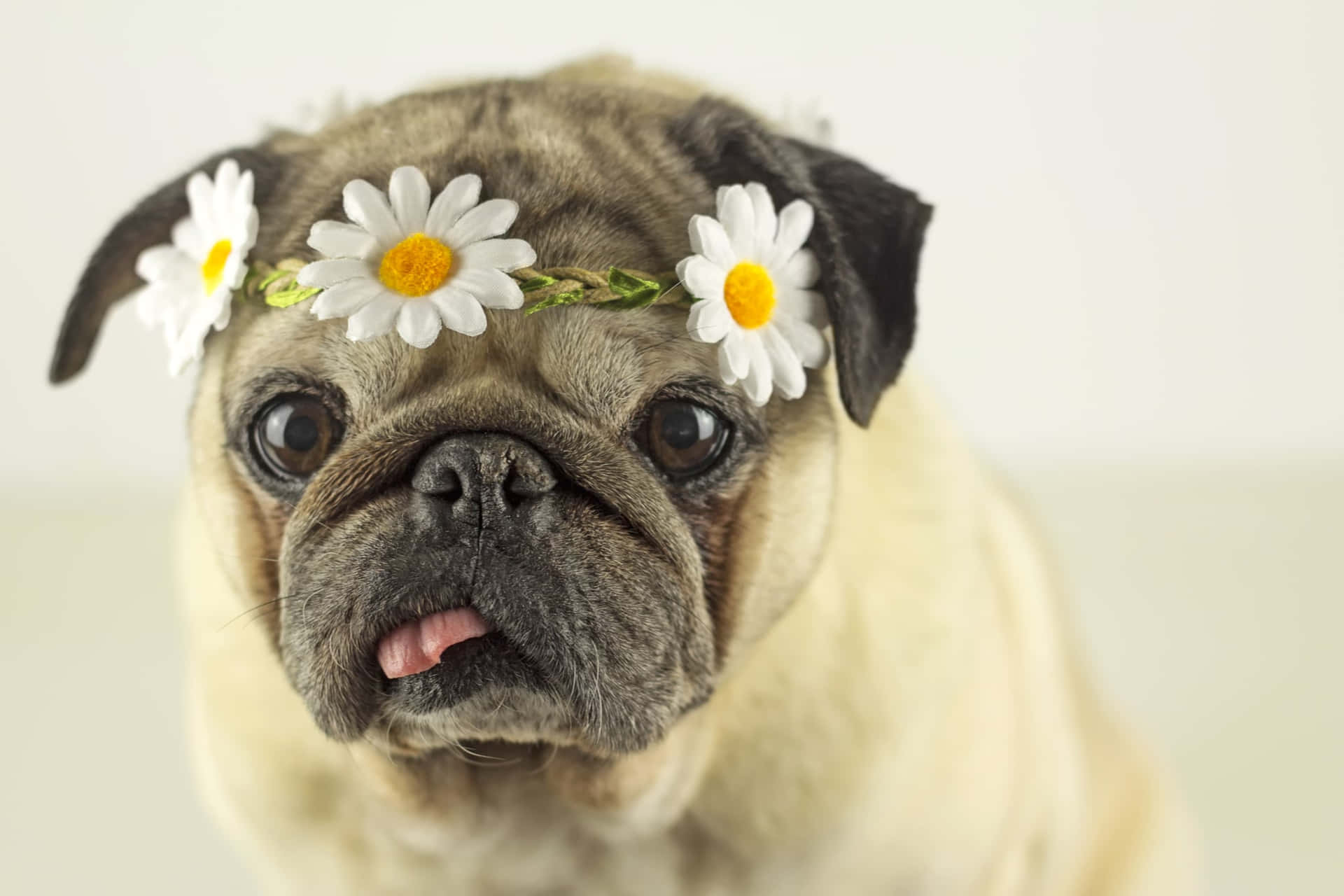 Cute Pug With Flower Headband Picture