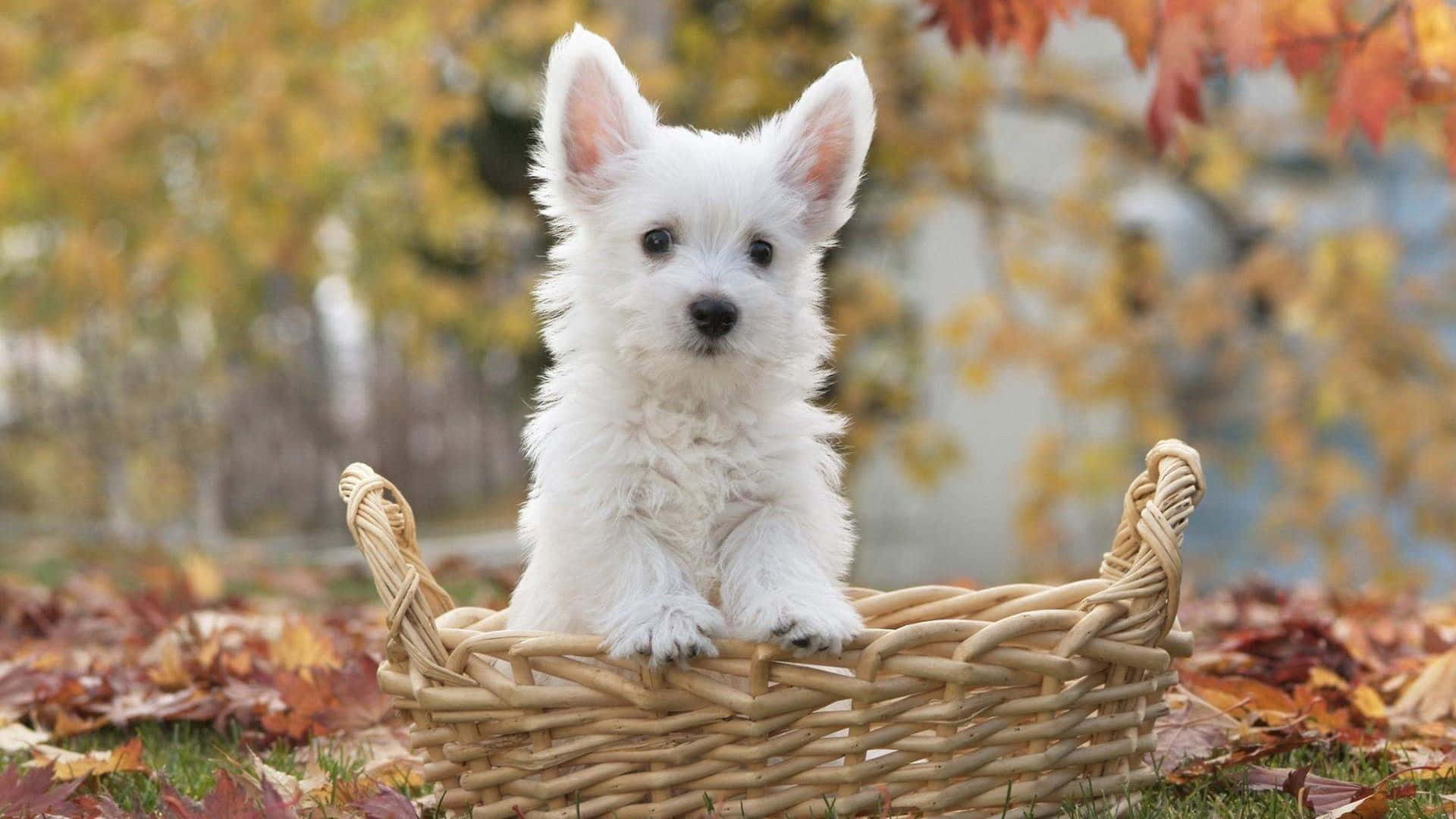 White Highland Terrier In A Basket Wallpaper