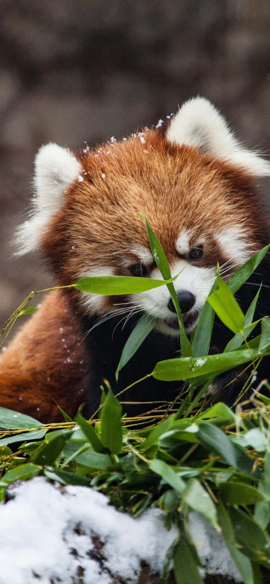 Cute Red Panda Hiding On Grass Picture