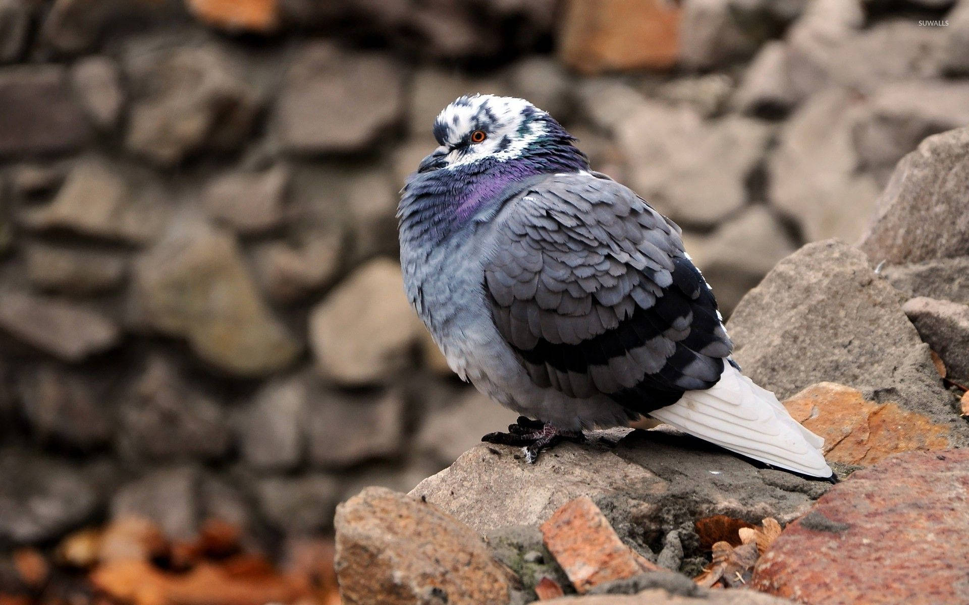 Cute Standing Fluffy Pigeon Bird Wallpaper