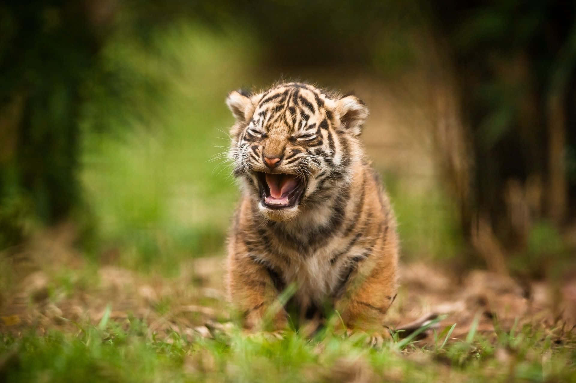Cute Tiger Adorable Yawning Picture