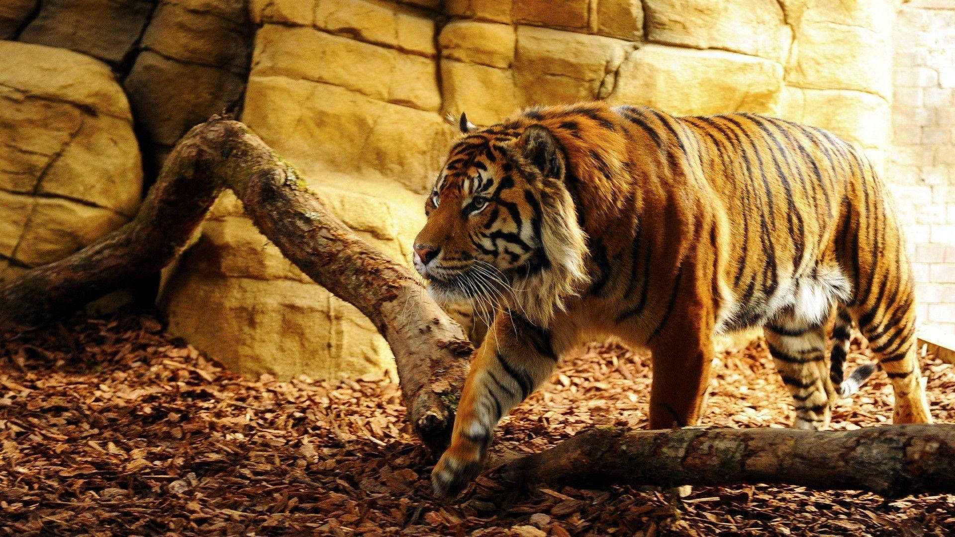 "An Encounter With Nature's Dangerous Big Cat: The Tiger" Wallpaper