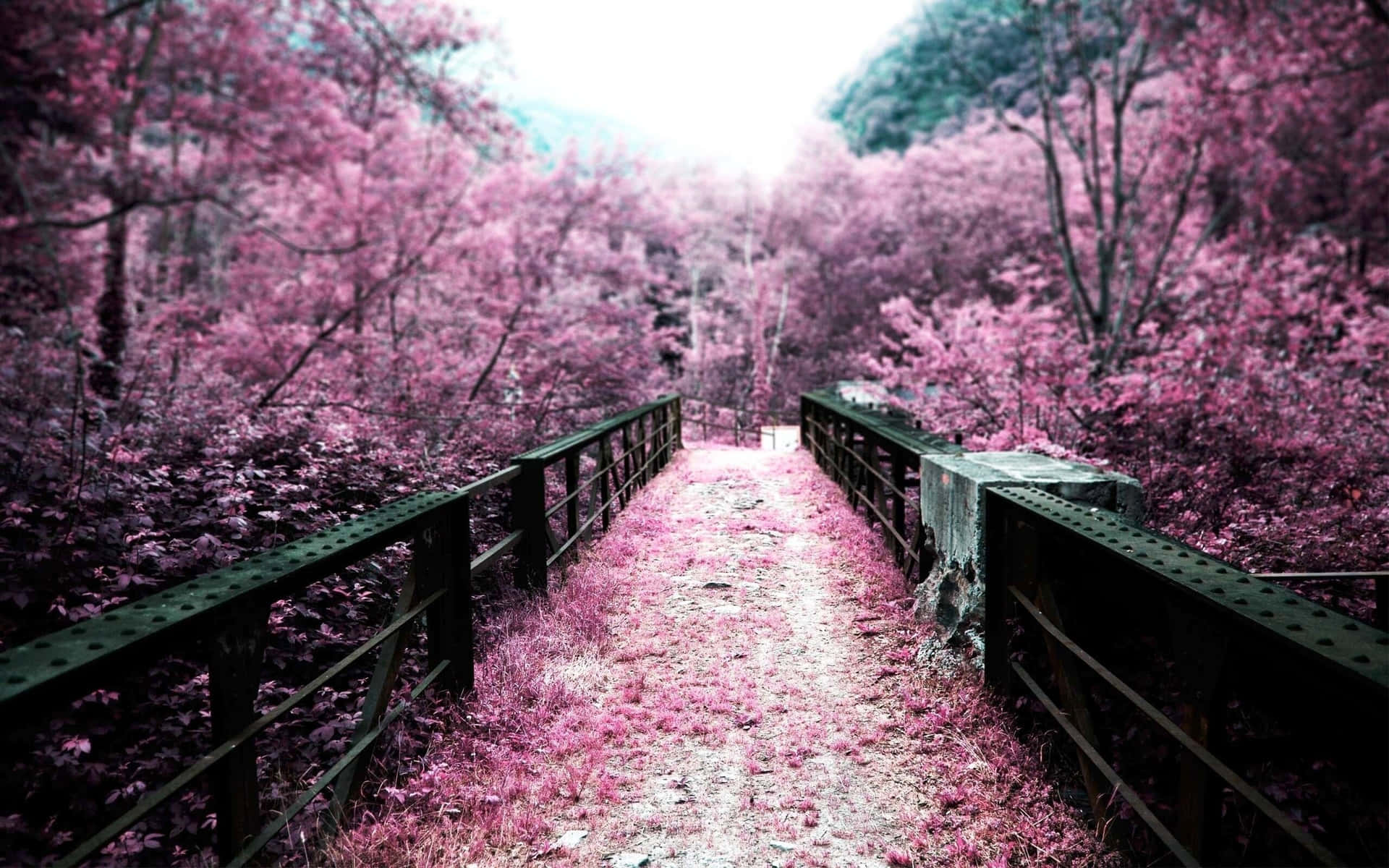Dark Cherry Blossom Trees Surrounding A Bridge Wallpaper