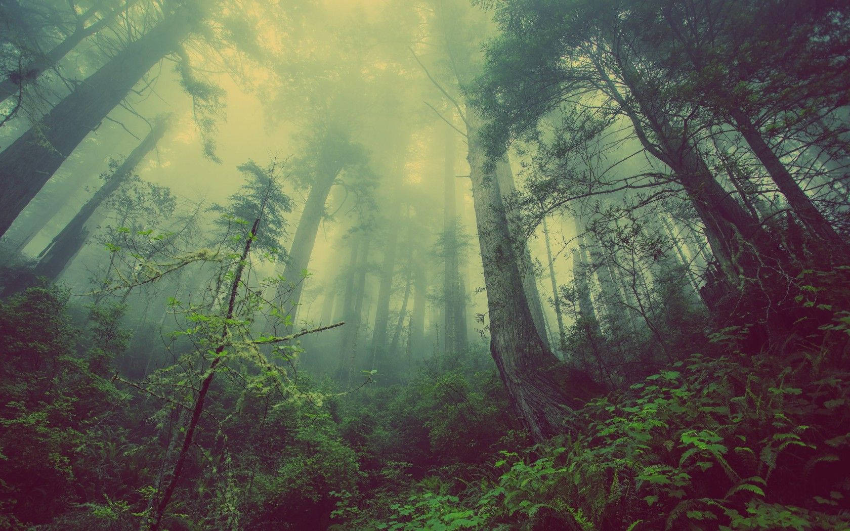 Get lost in the mystifying sight of a dark forest. Wallpaper