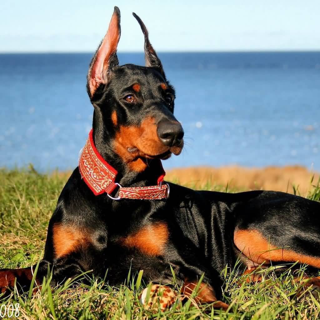 Majestic Doberman Pinscher With Cropped Ears Wallpaper