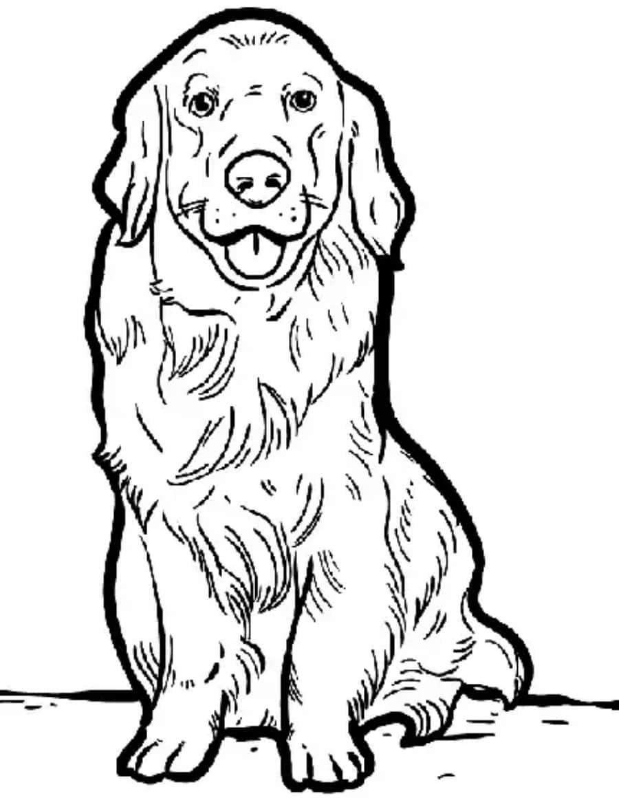 Golden Retriever Dog Coloring Page Picture