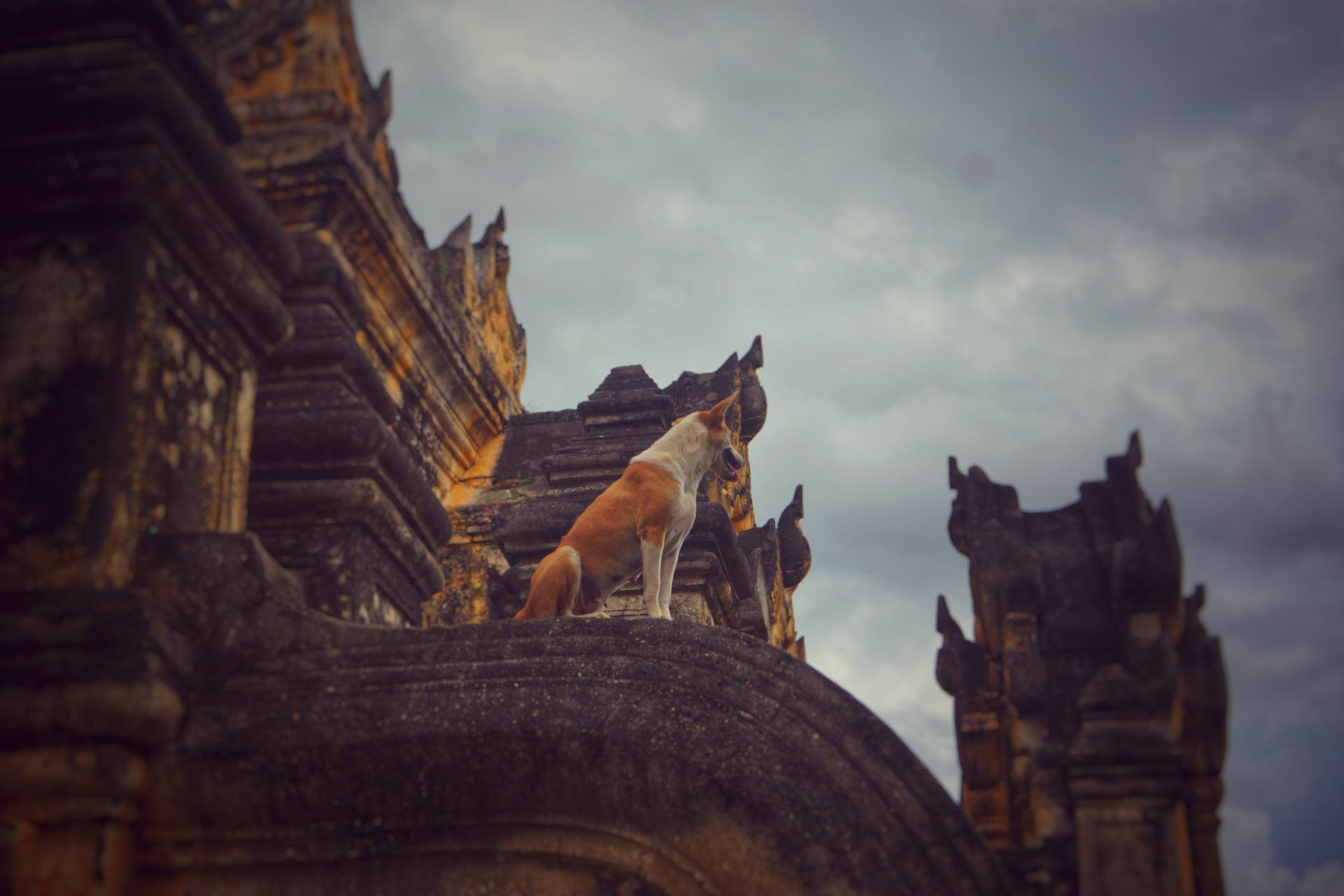 Dog In Burma Temple Wallpaper
