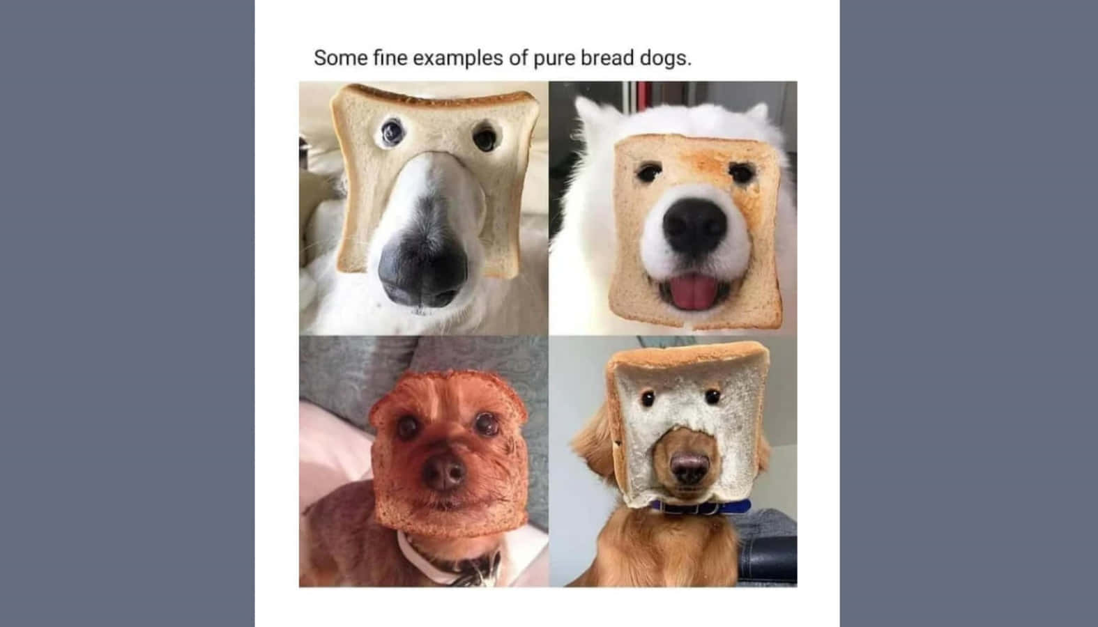 Cute Bread Dog Meme Picture